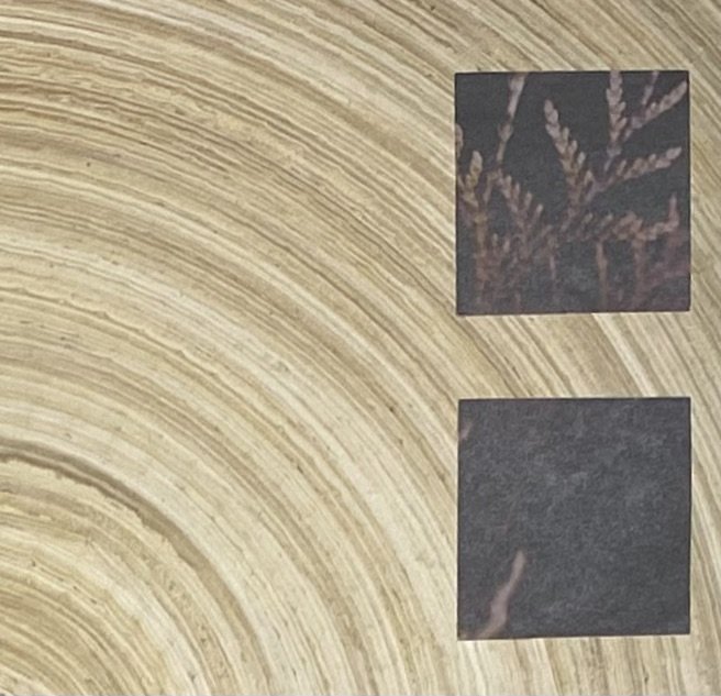 Tree leaves & rings right detail .jpeg