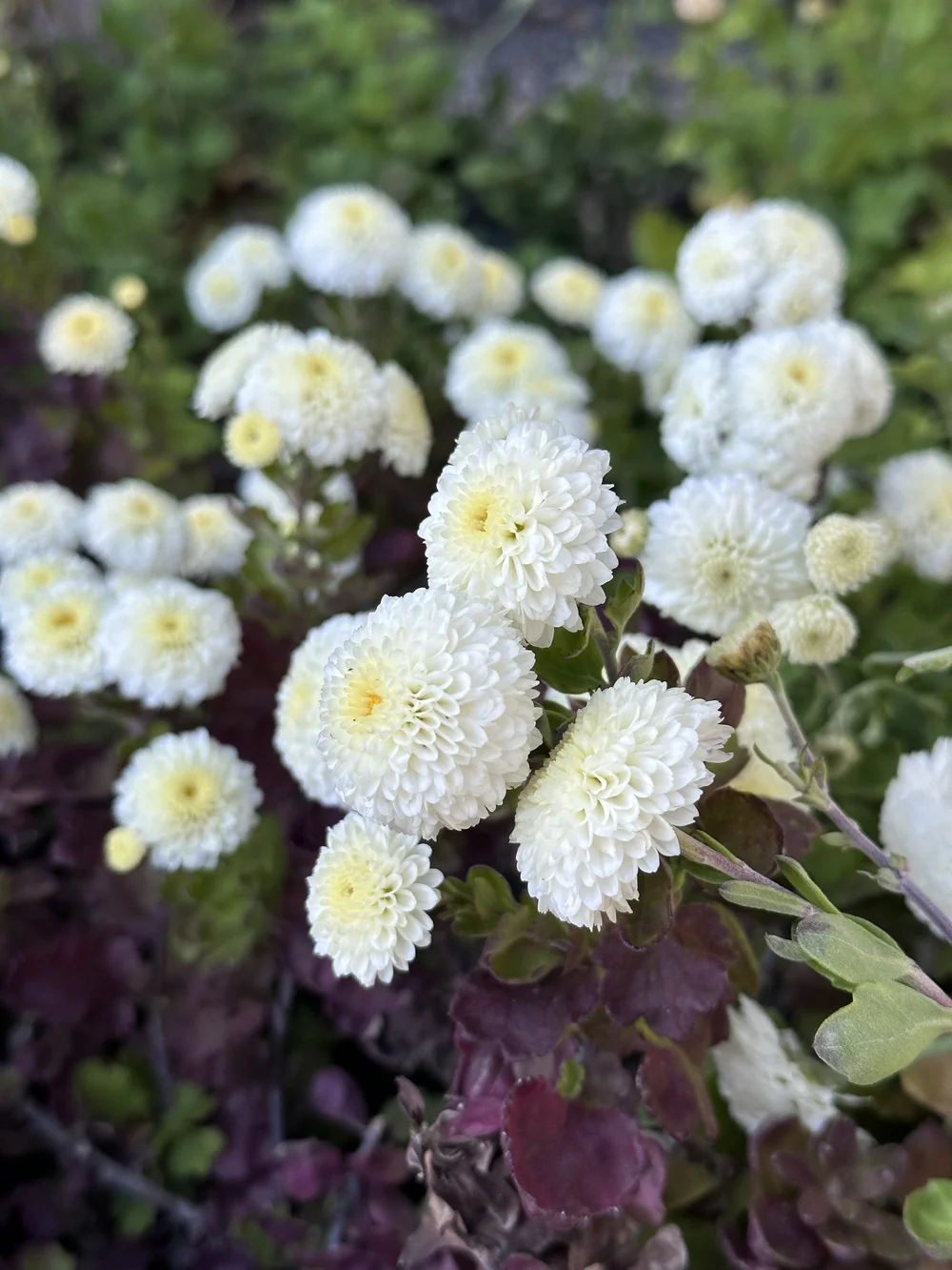 Heritage Mums Hardy, Heirloom Chrysanthemums