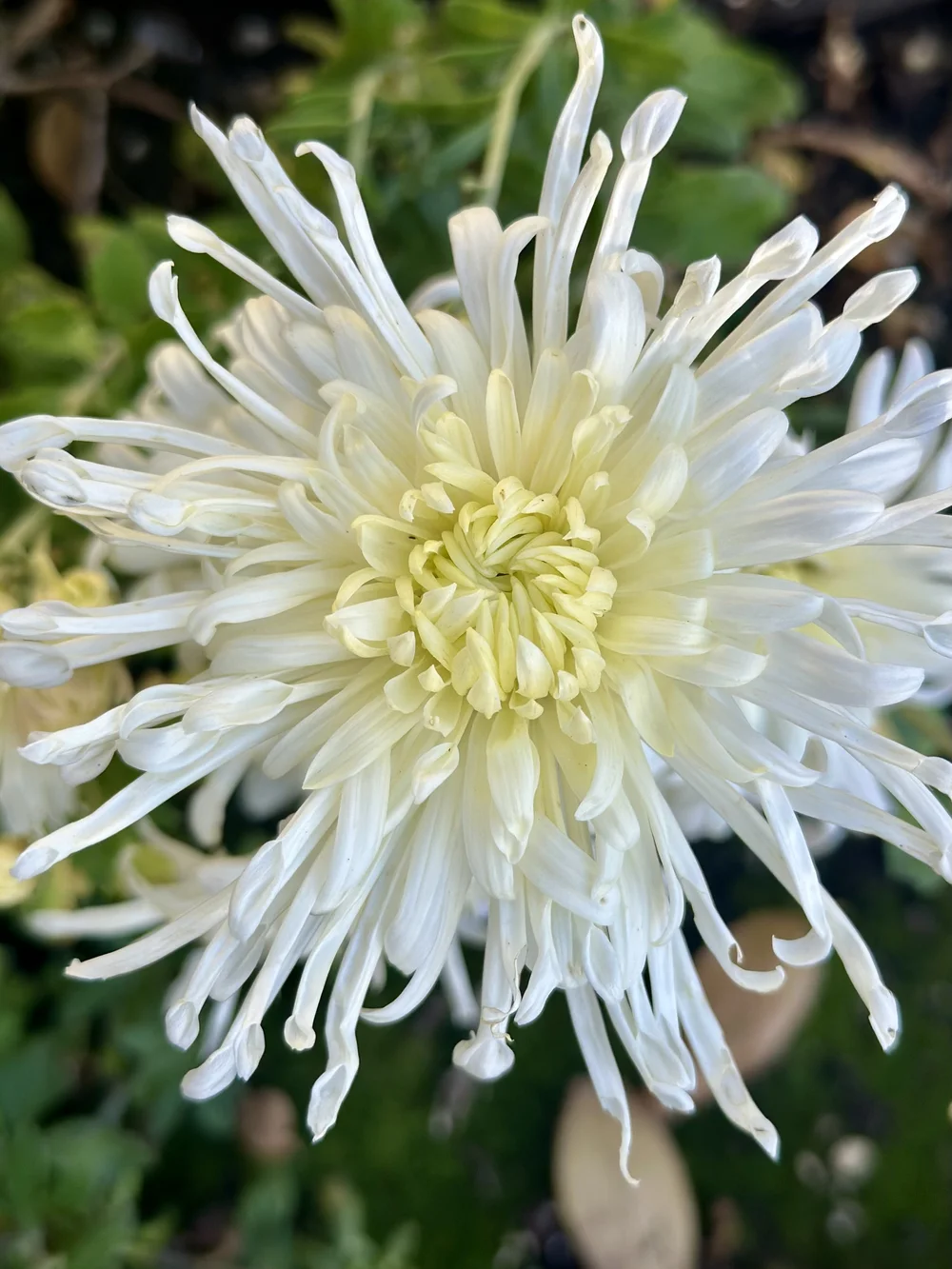 Heritage Mums Hardy, Heirloom Chrysanthemums