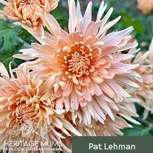 Pat-Lehman.jpg