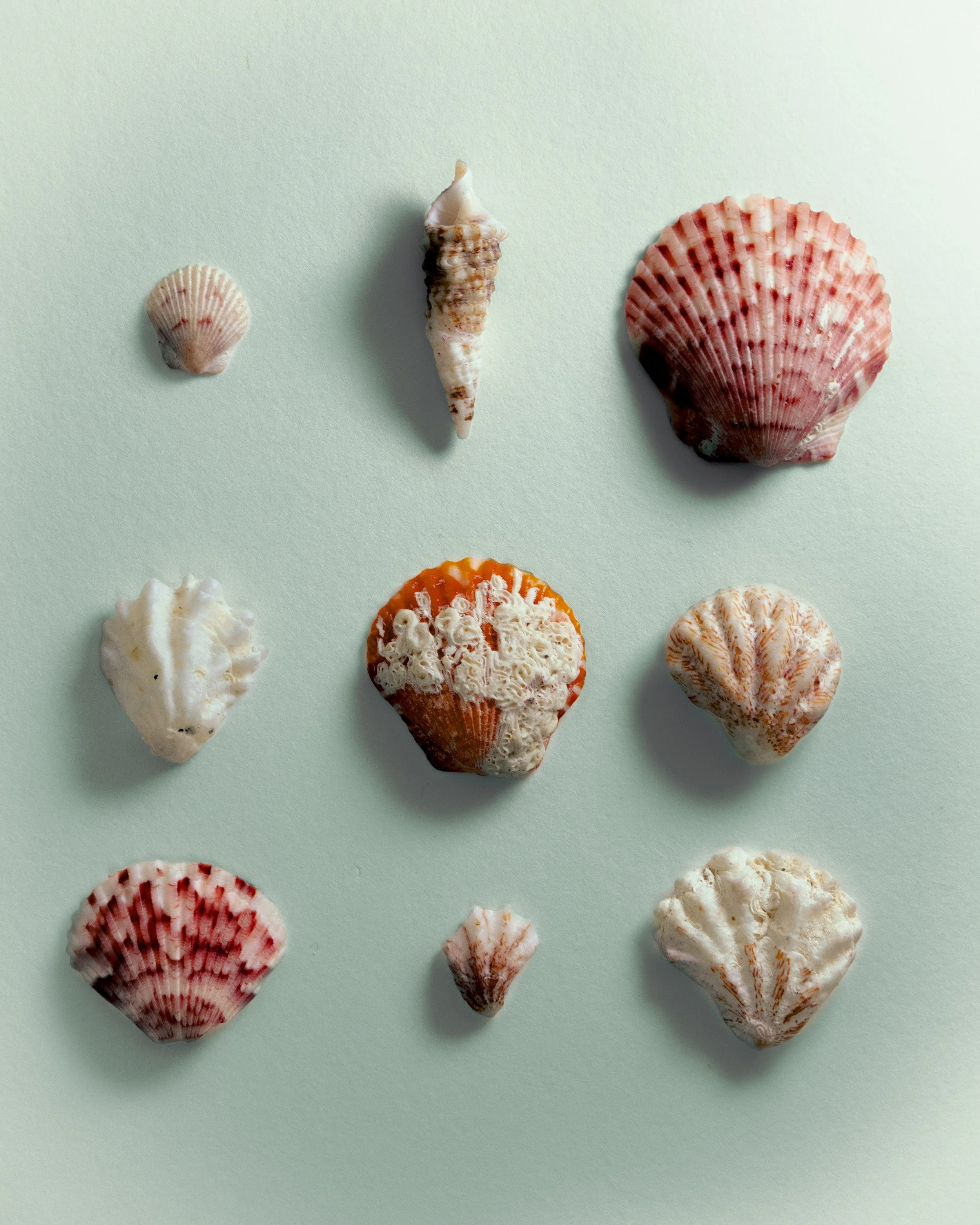 lighter final seashells-1.jpg
