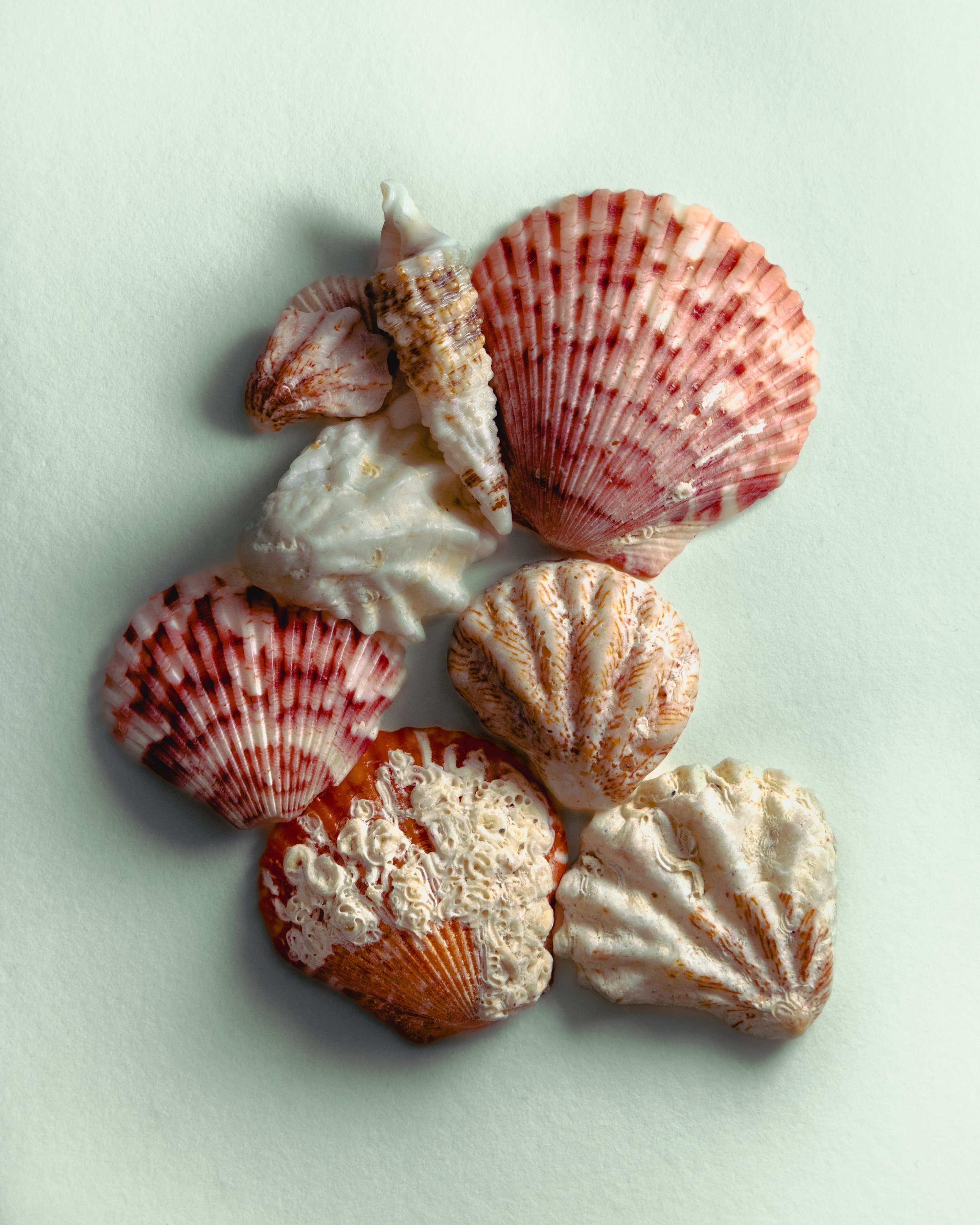 lighter final seashells-2.jpg