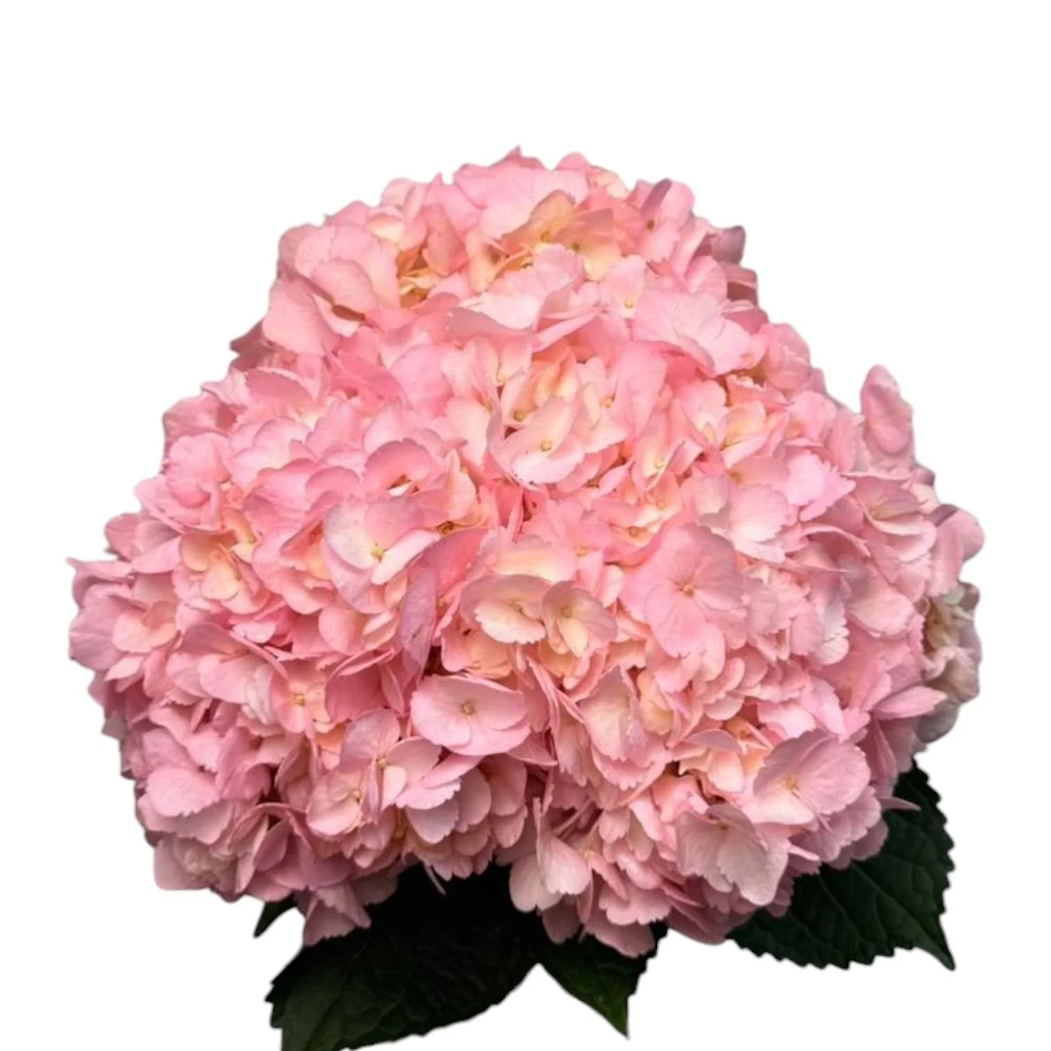 WhatsApp Image 2025-11-14 at 5.05.45 PM.jpeg