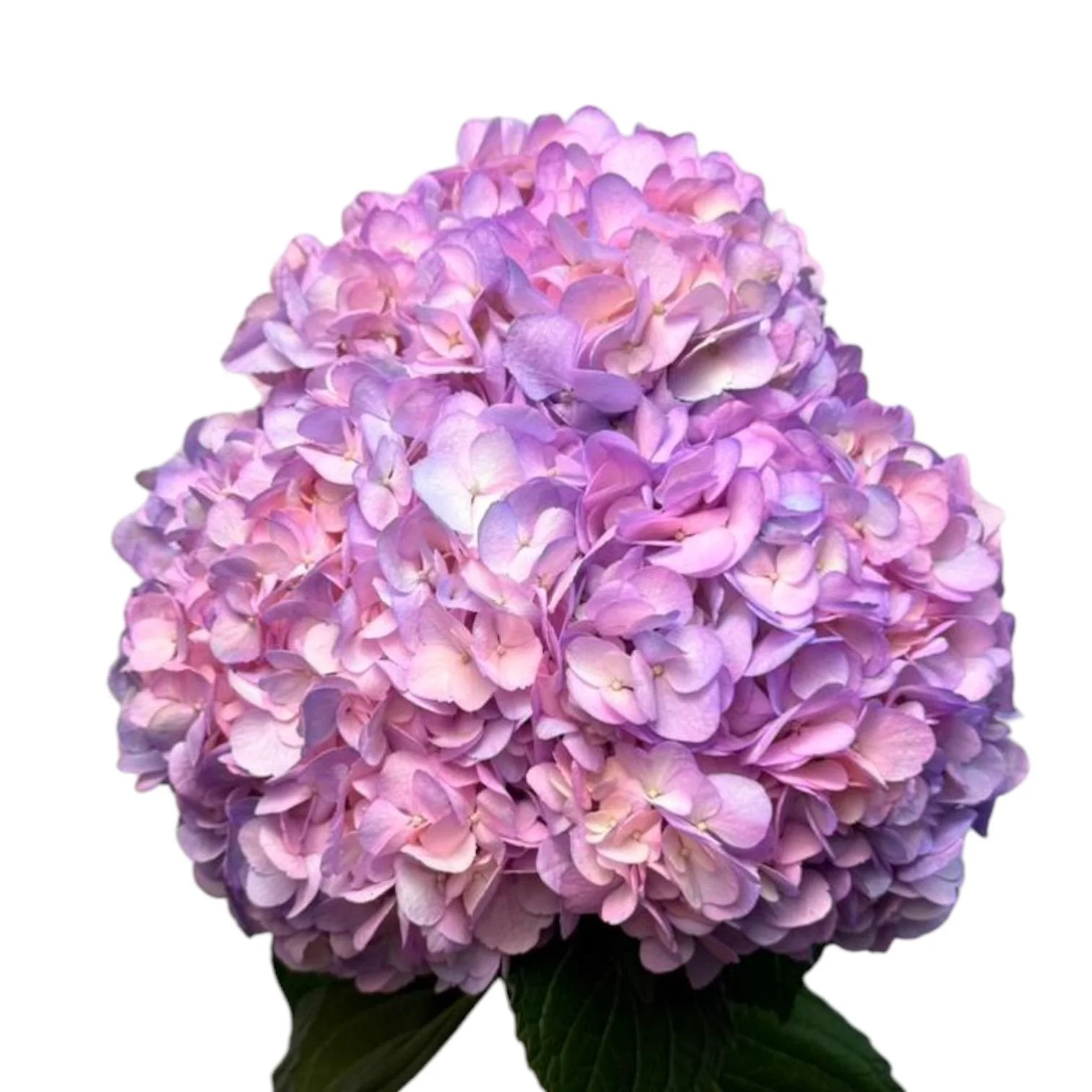 WhatsApp Image 2025-11-14 at 5.05.51 PM.jpeg