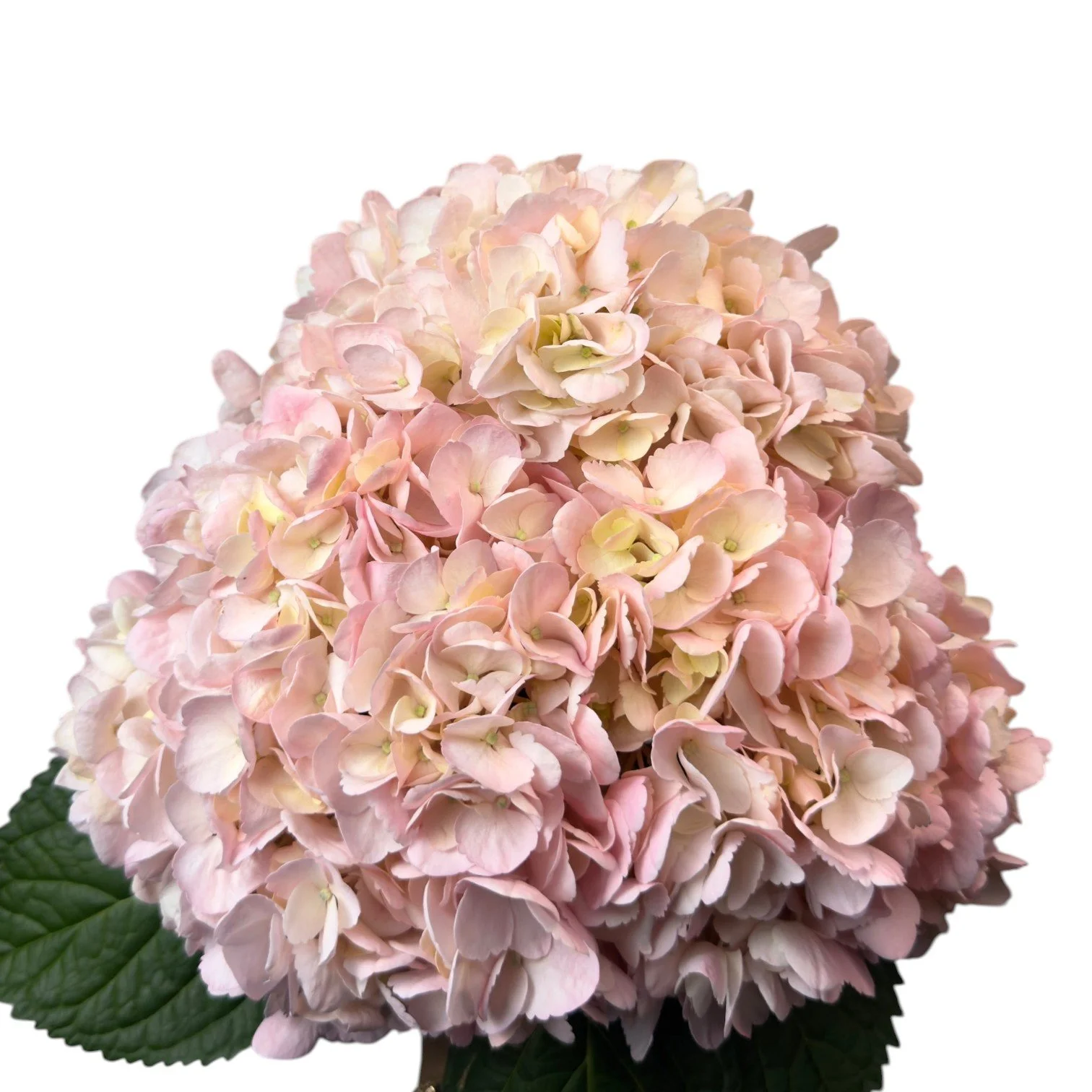 WEDDING PINK
