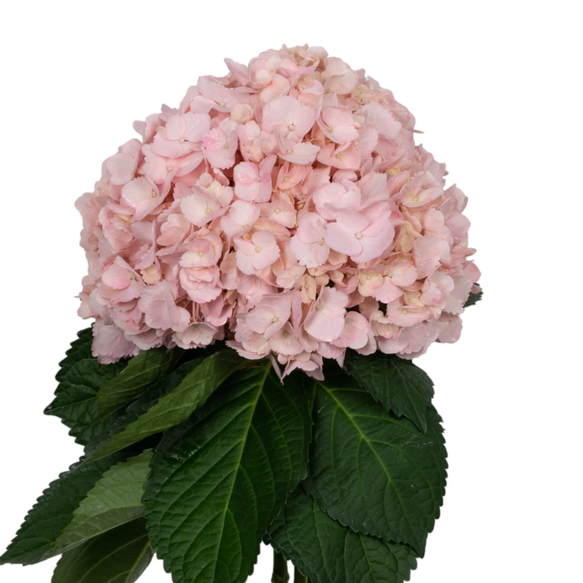 Pink Hydrangeas: A Guide to Captivating Floral Designs