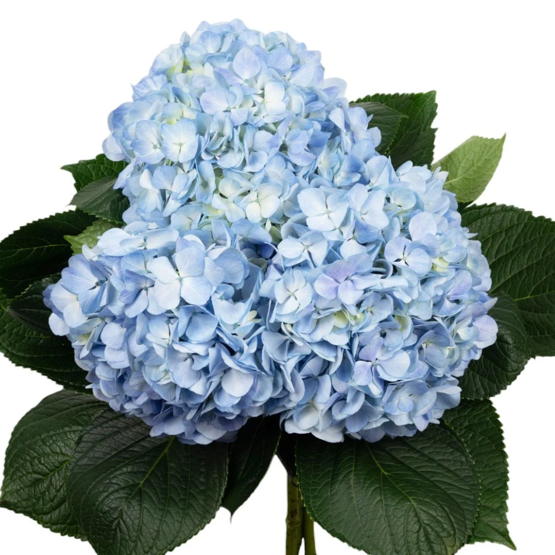 Colombian Hydrangea Catalog — Fresh Gardens