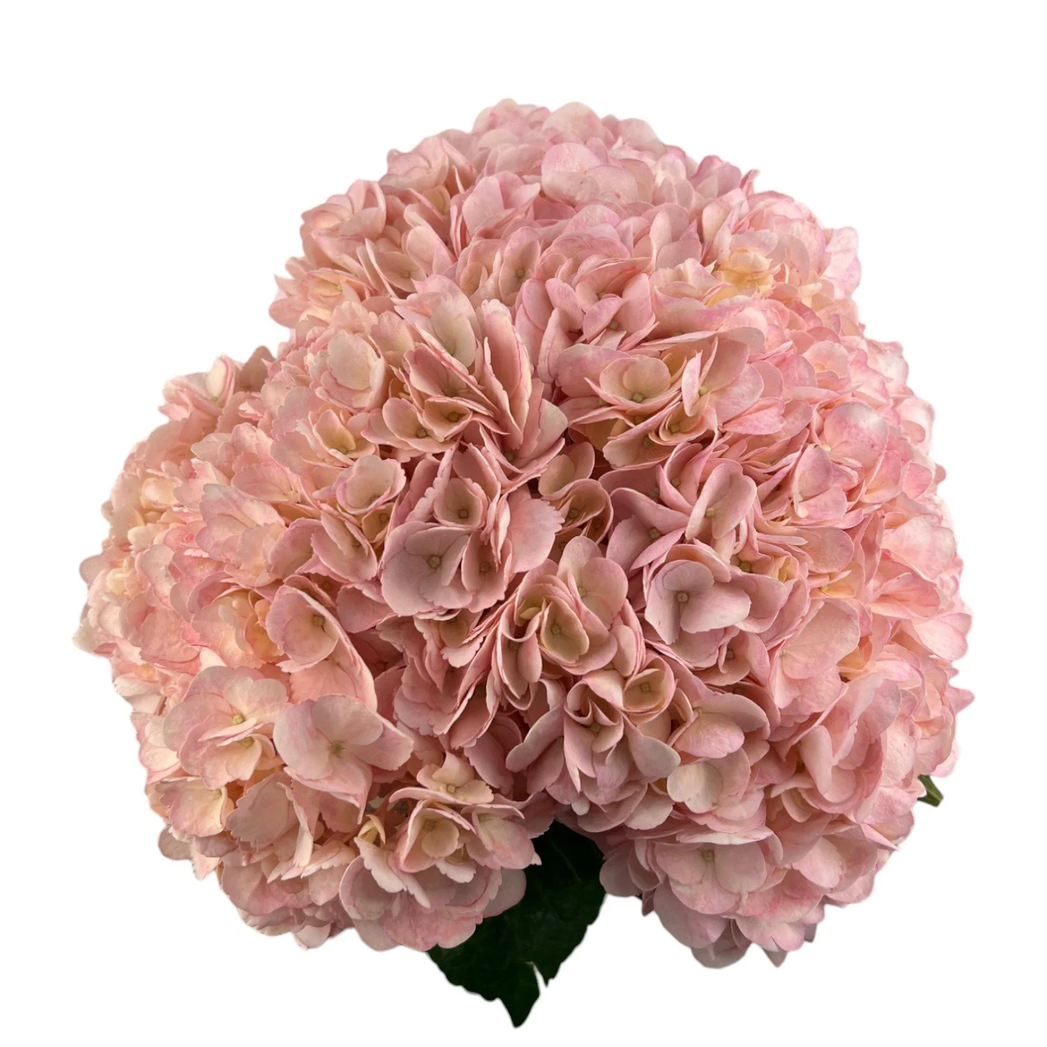 Colombian Hydrangea Catalog — Fresh Gardens