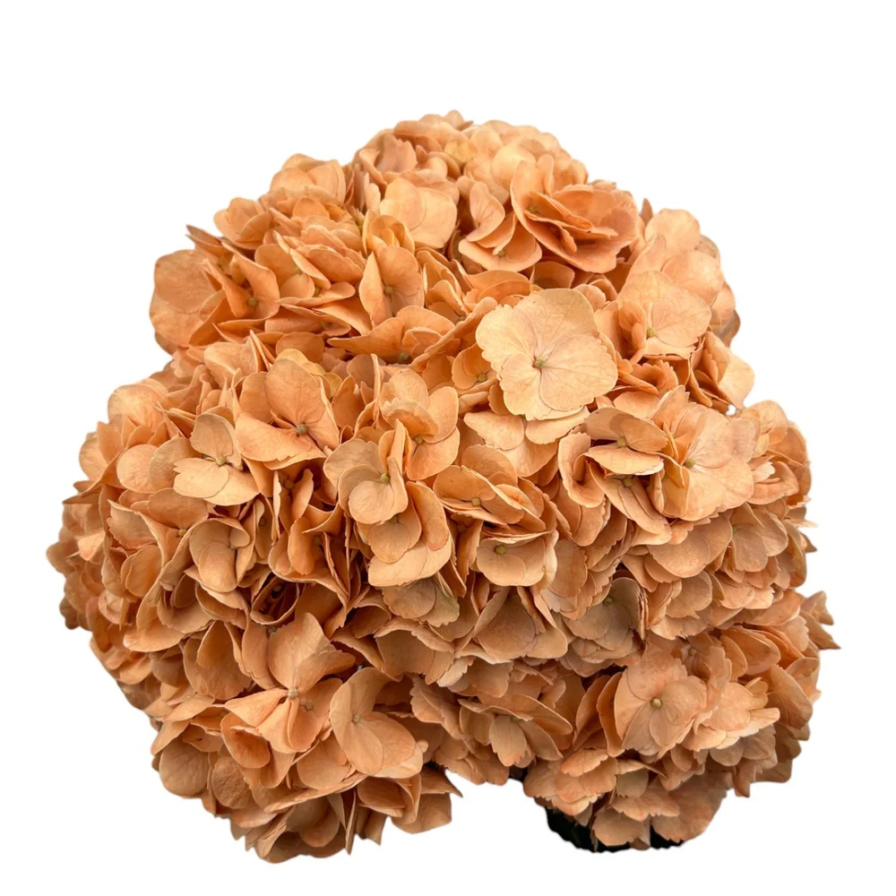 Colombian Hydrangea Catalog — Fresh Gardens