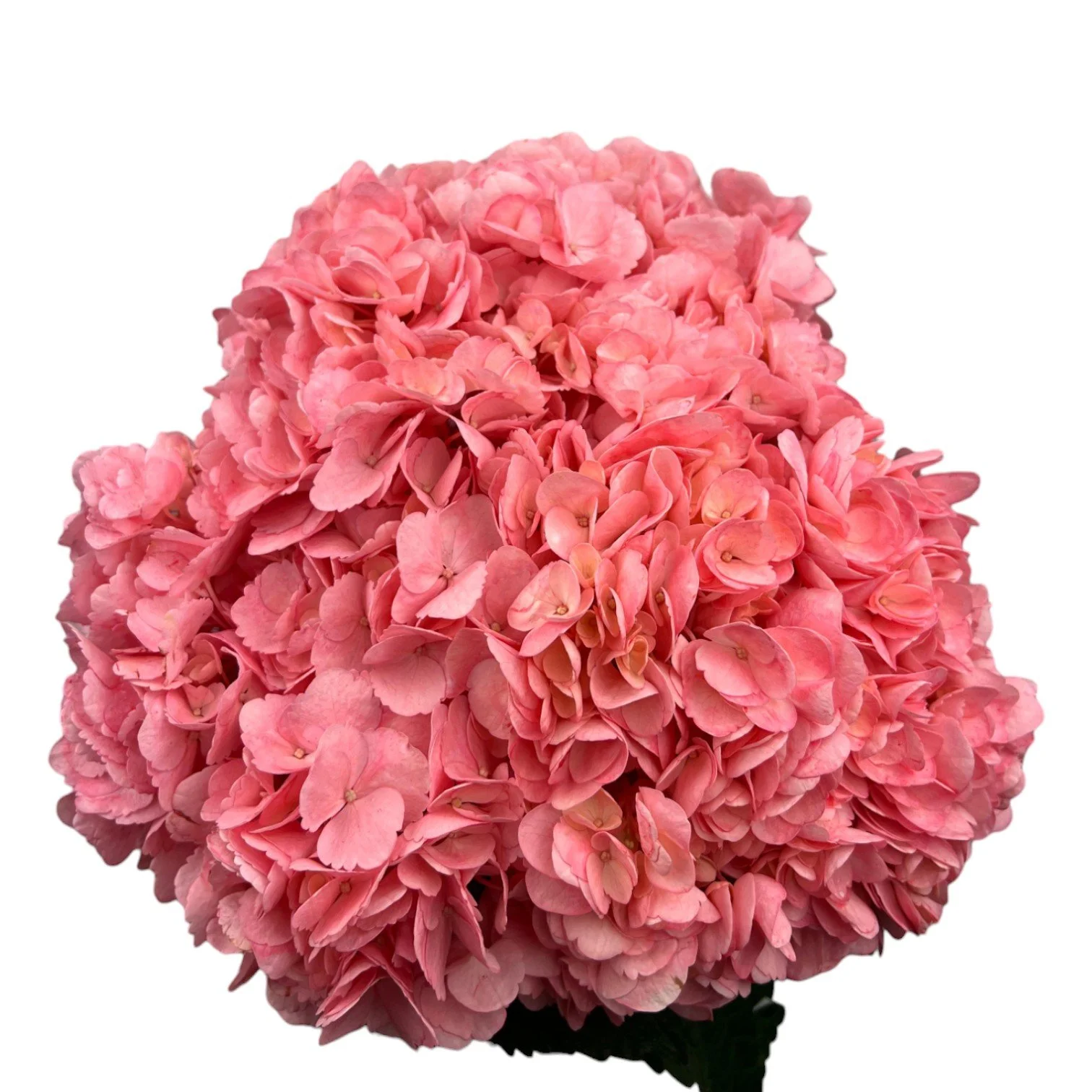 Colombian Hydrangea Catalog — Fresh Gardens