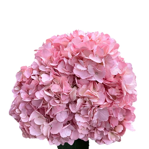Colombian Hydrangea Catalog — Fresh Gardens