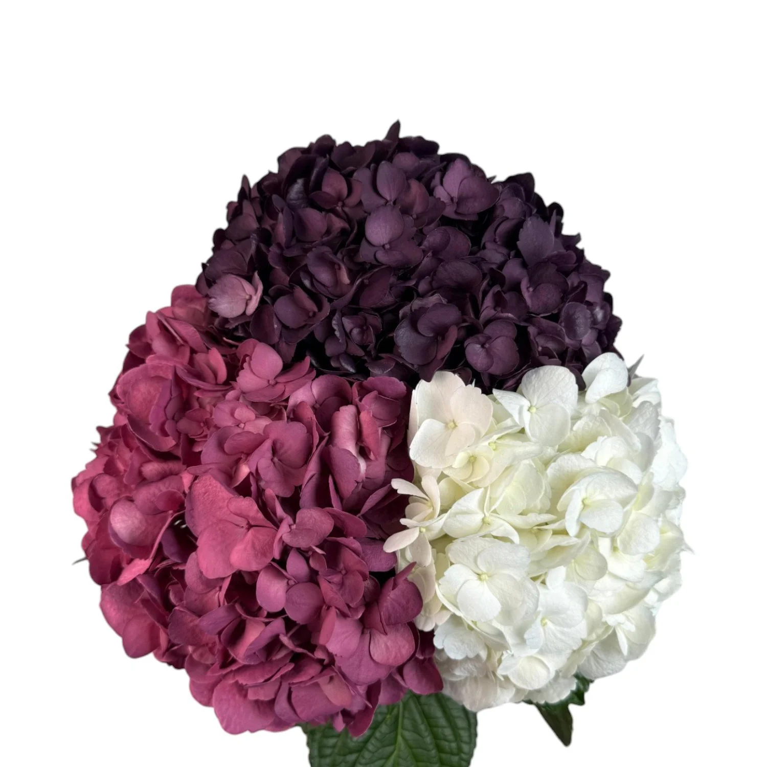 Colombian Hydrangea Catalog — Fresh Gardens