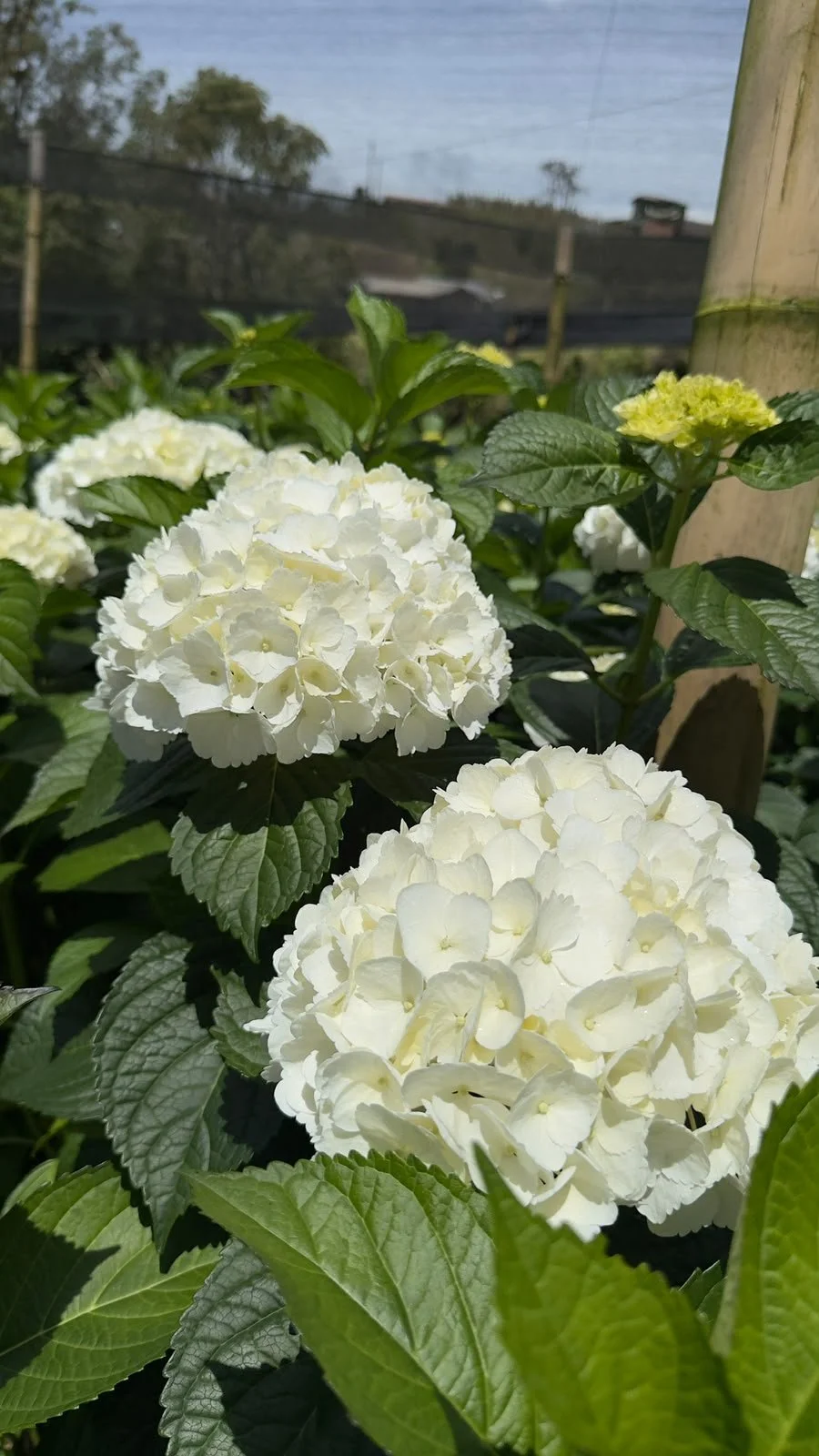 Inside Our Hydrangea Farm in La Ceja, Colombia