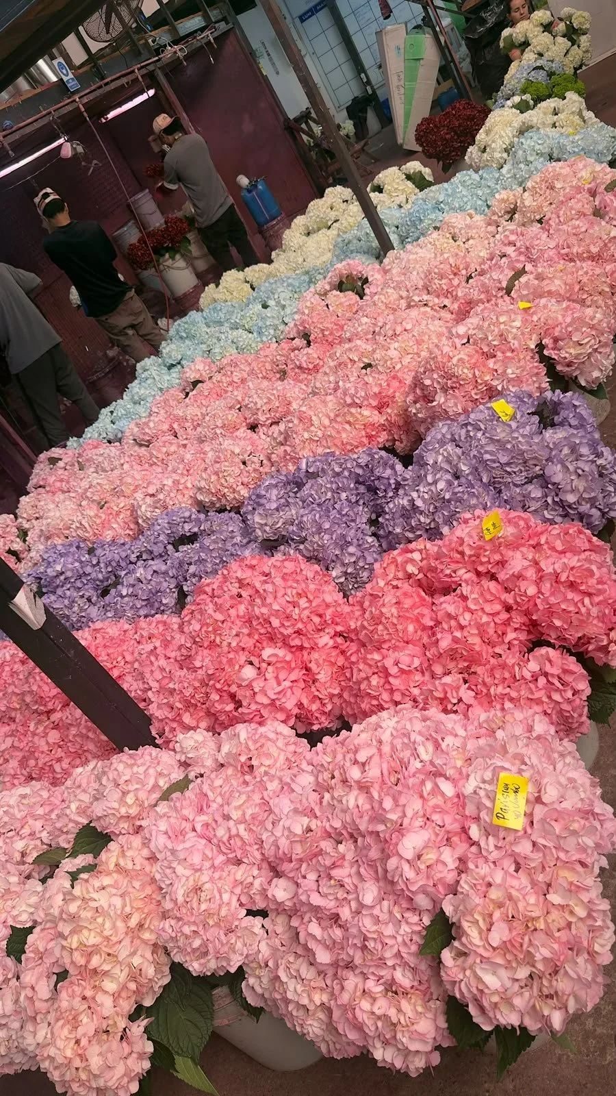 Painted Hydrangeas: How a Colombian Grower Makes Colour Look Natural