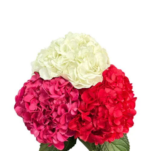 Colombian Hydrangea Catalog — Fresh Gardens