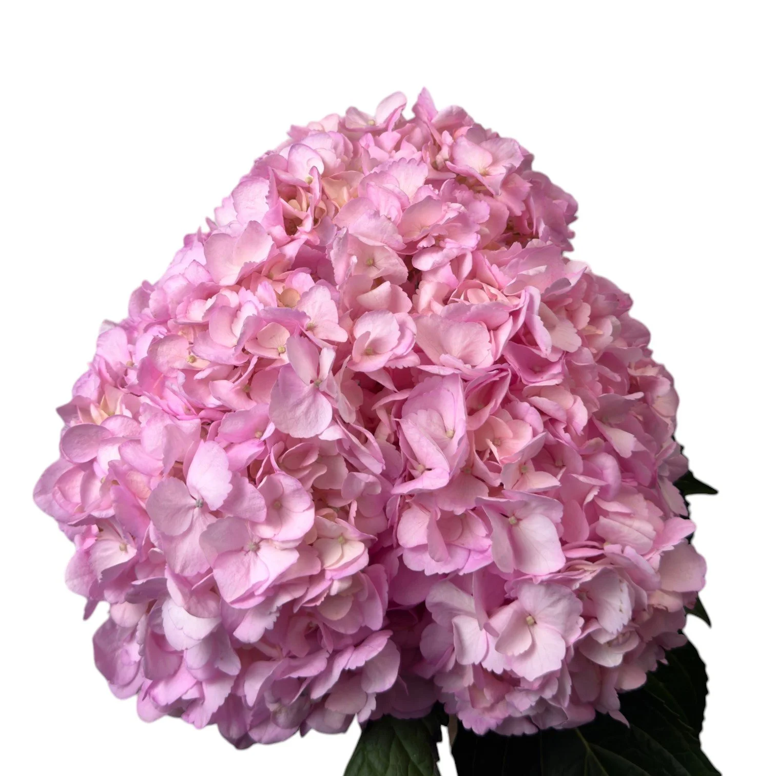 EMILIA PINK