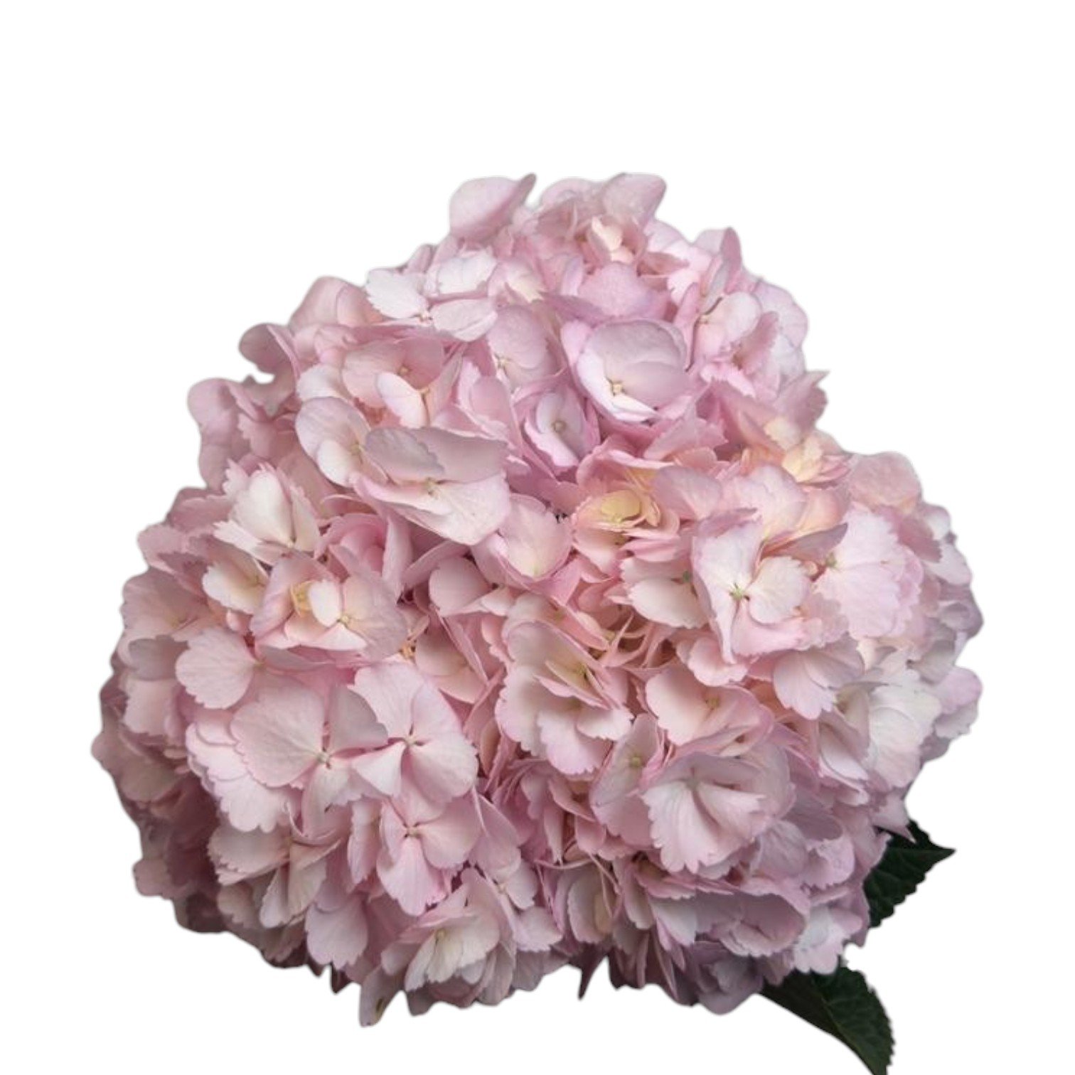 PARISIAN PINK