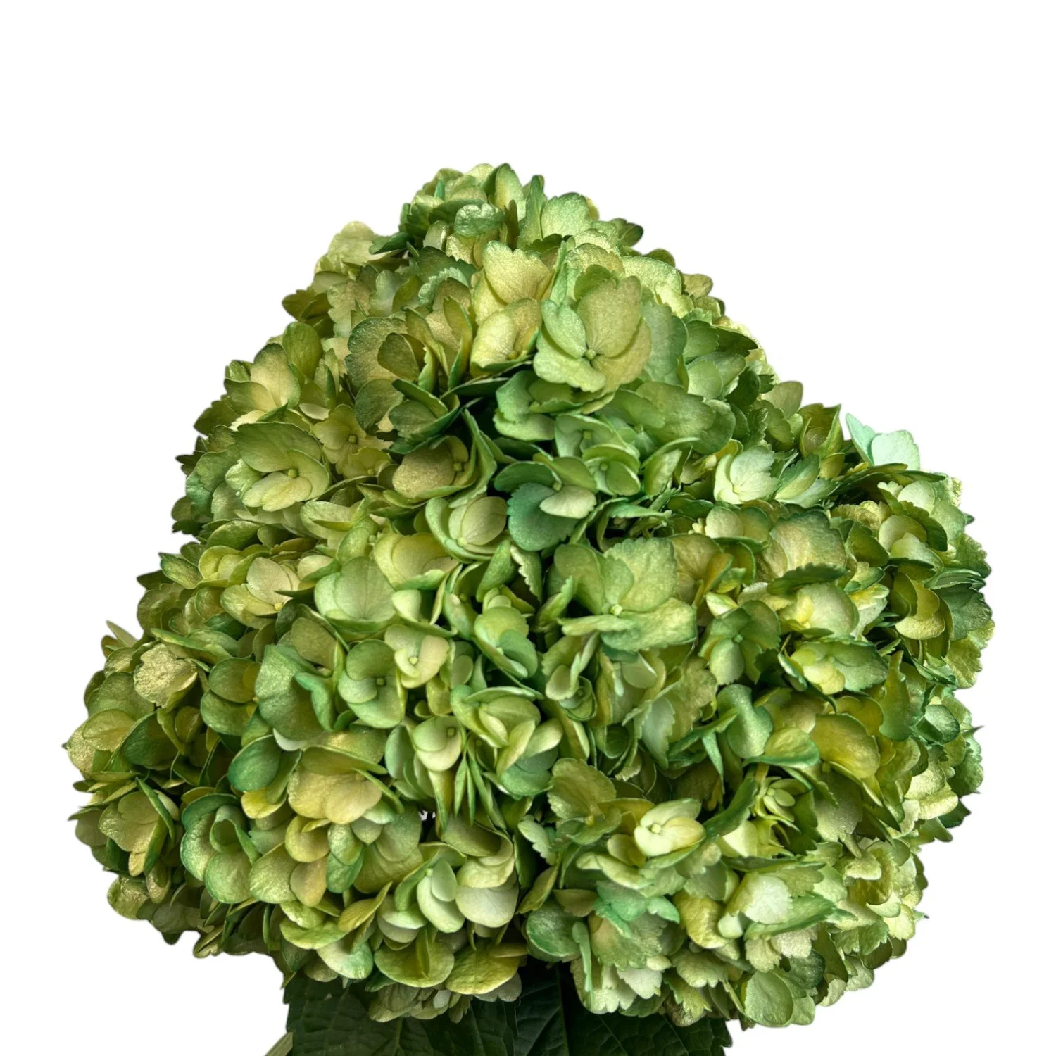 Colombian Hydrangea Catalog — Fresh Gardens