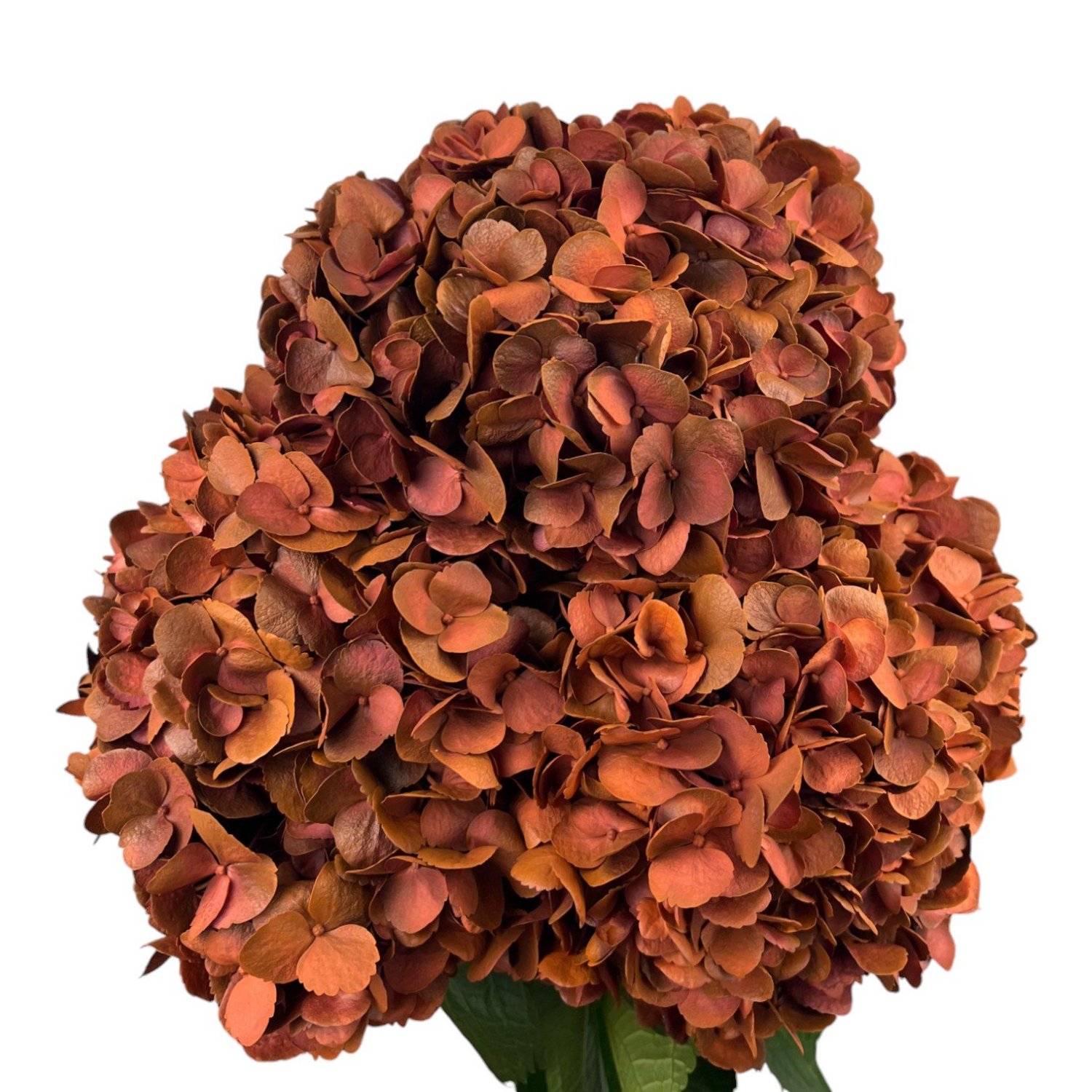 Colombian Hydrangea Catalog — Fresh Gardens