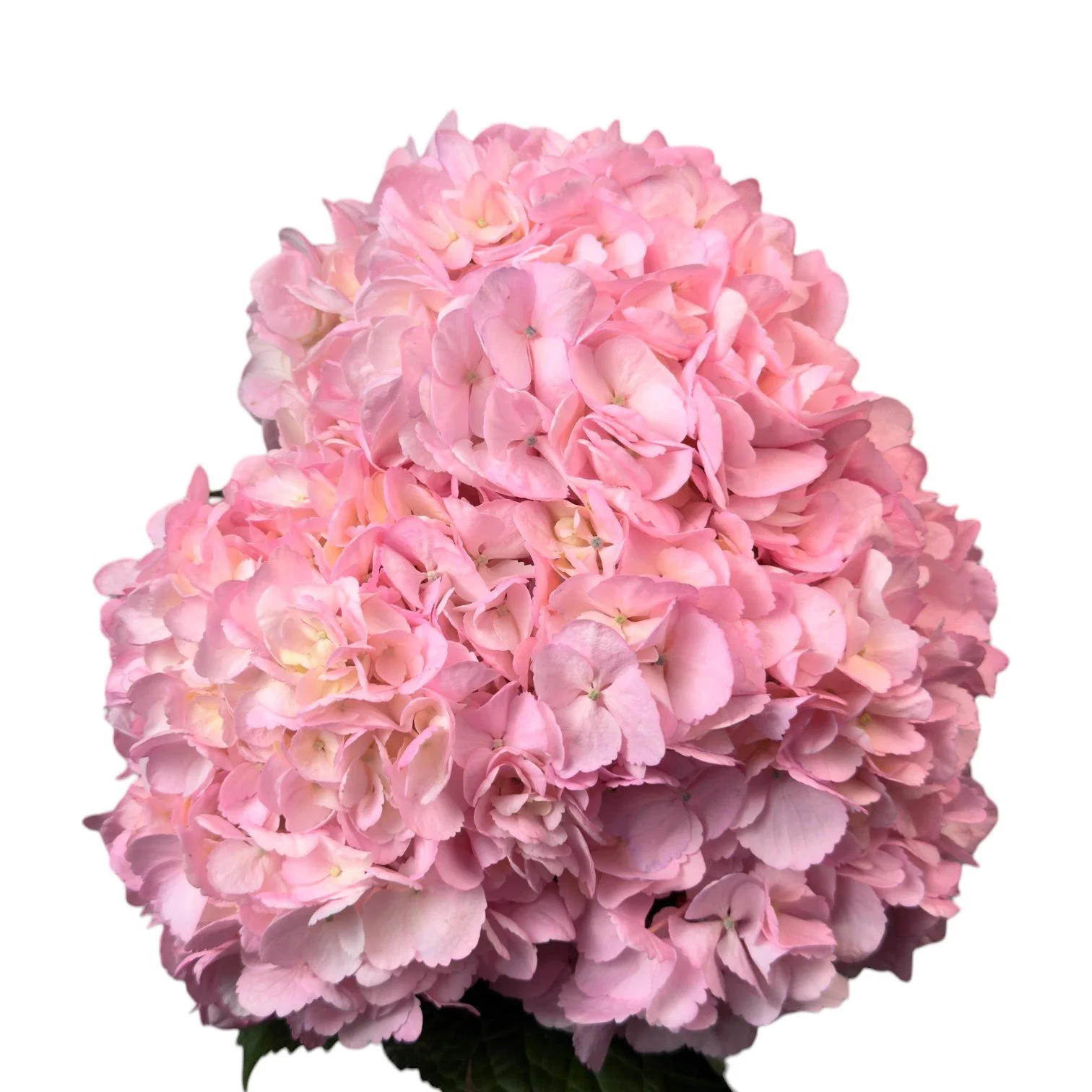 DELICATE PINK