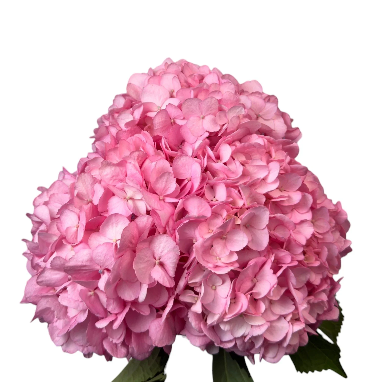 REBECA PINK