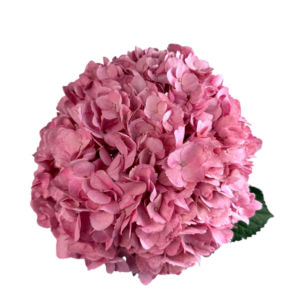 Colombian Hydrangea Catalog — Fresh Gardens