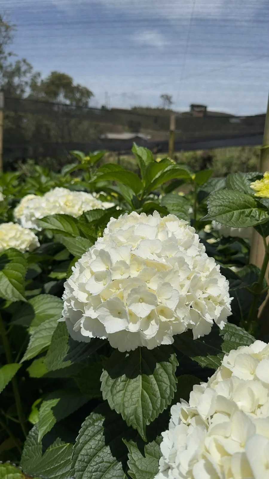 White hydrangeas growing at our hydrangea farm in La Ceja, Colombia