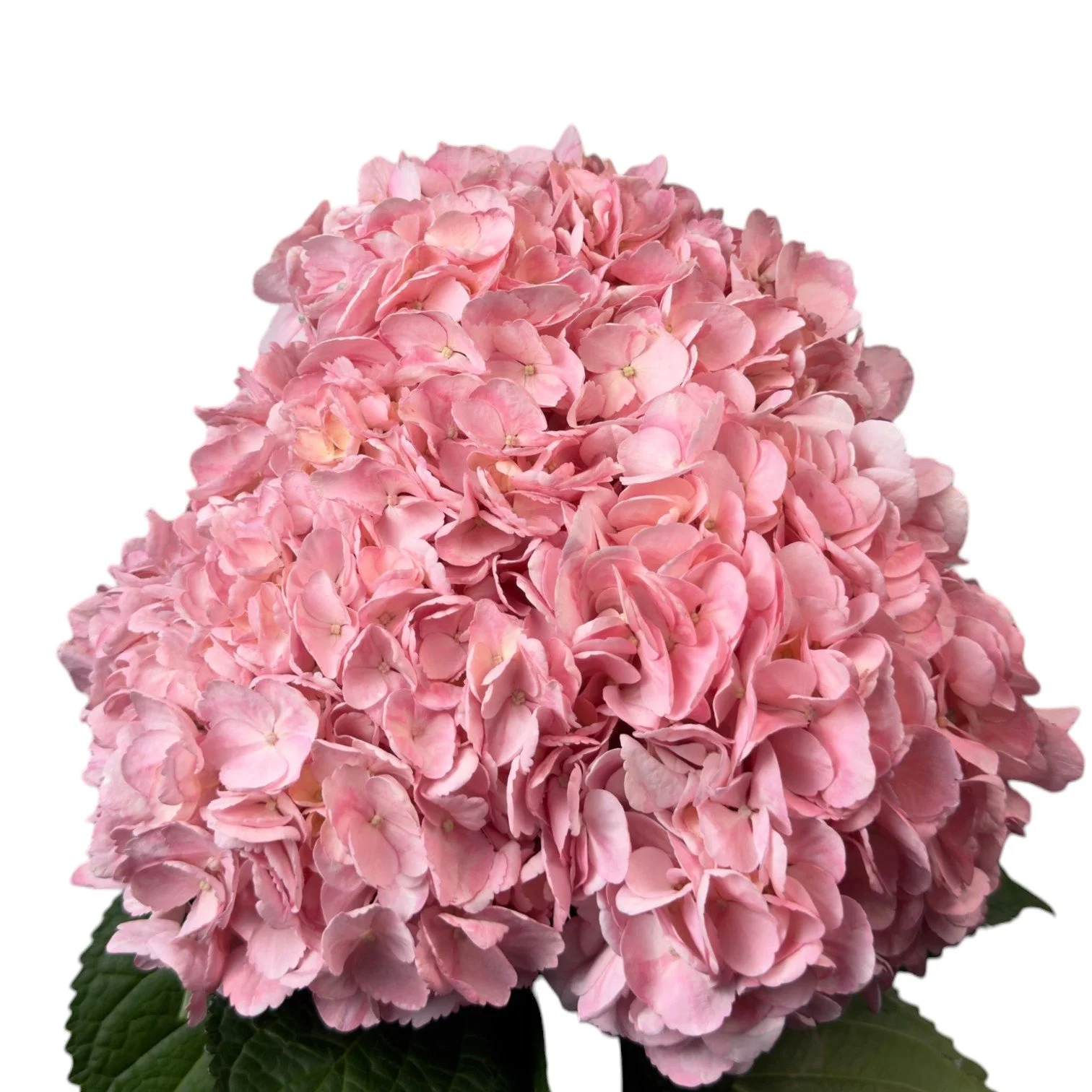 FRESH PINK