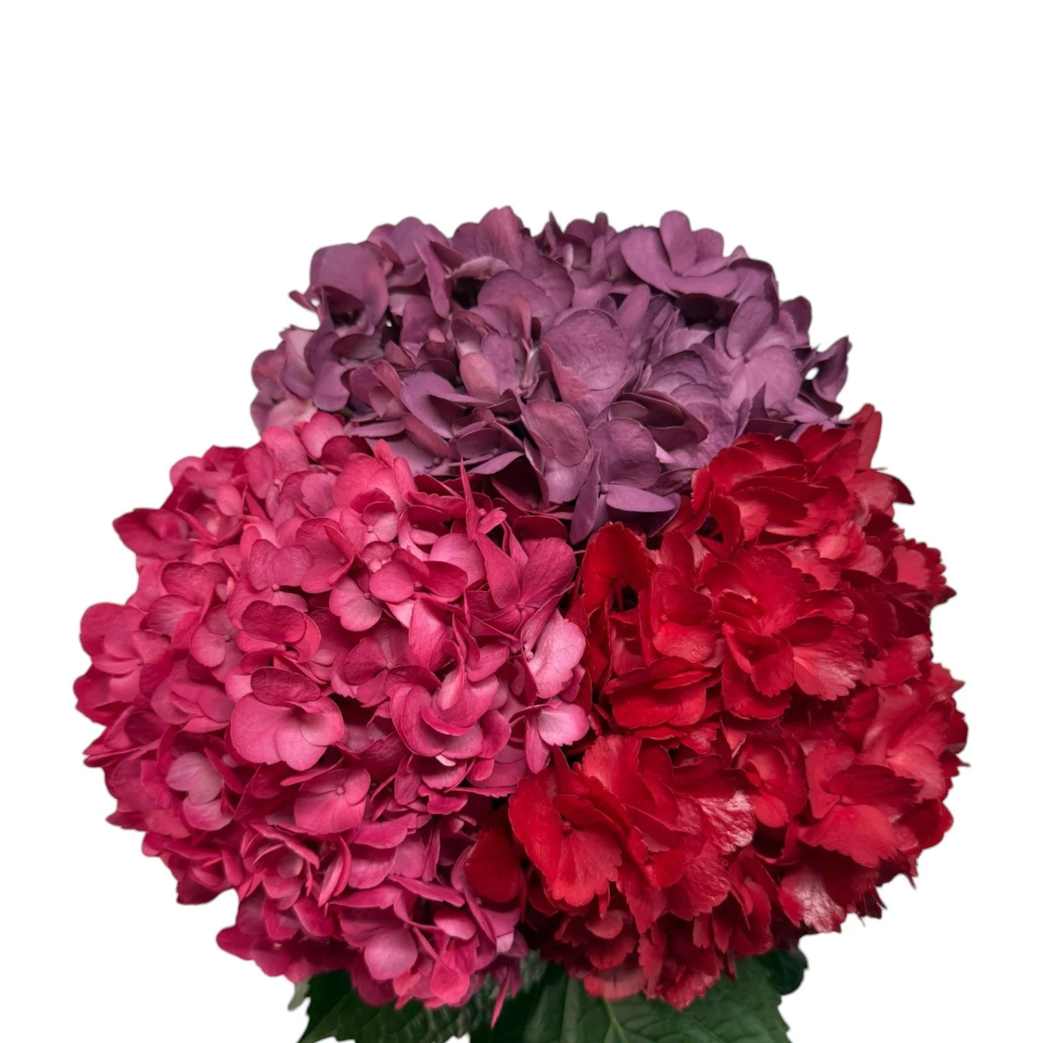 Colombian Hydrangea Catalog — Fresh Gardens
