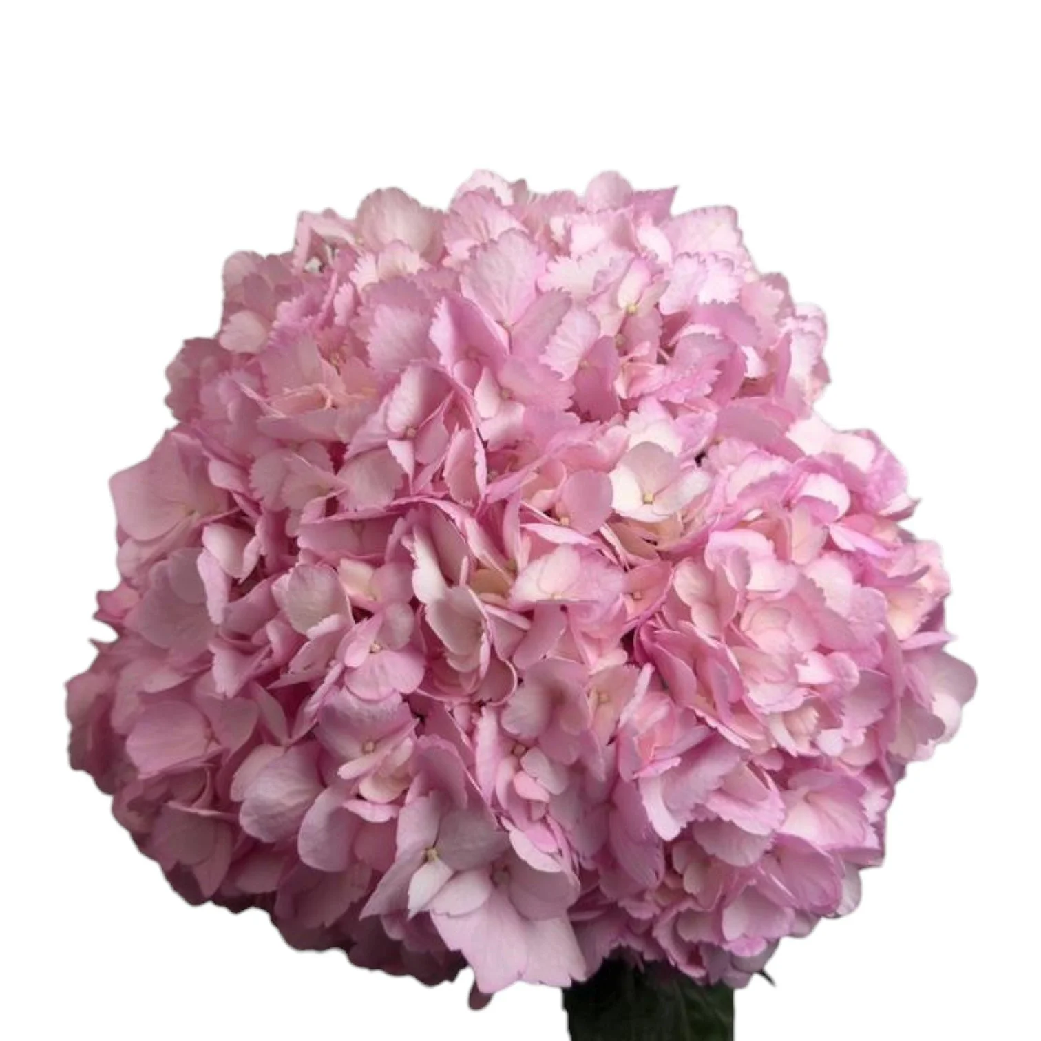 EMILIA PINK
