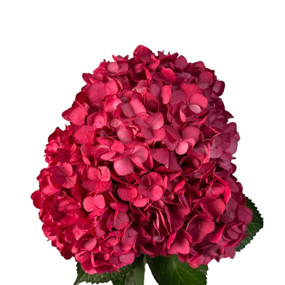 Colombian Hydrangea Catalog — Fresh Gardens
