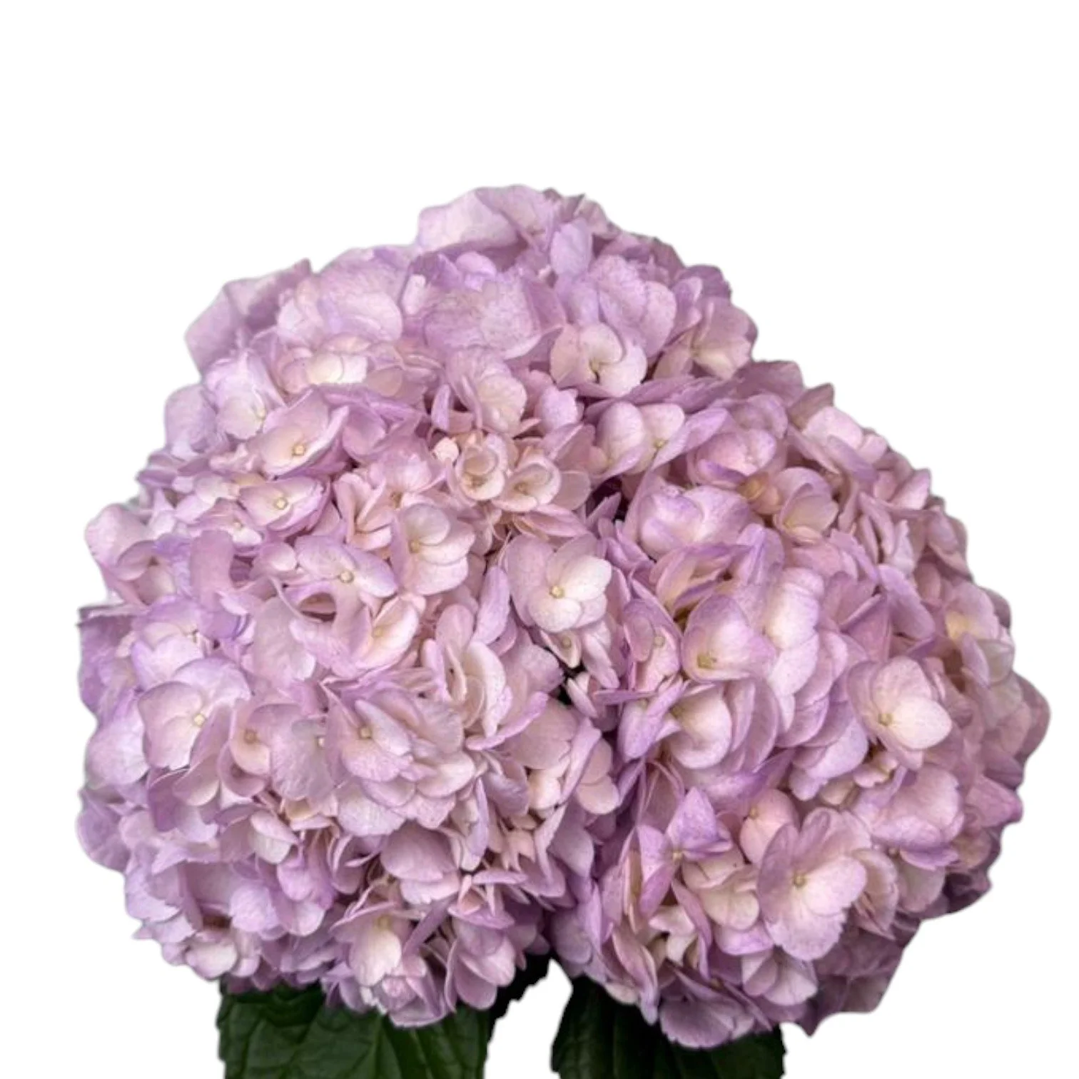 PASTEL LIGHT LAVENDER