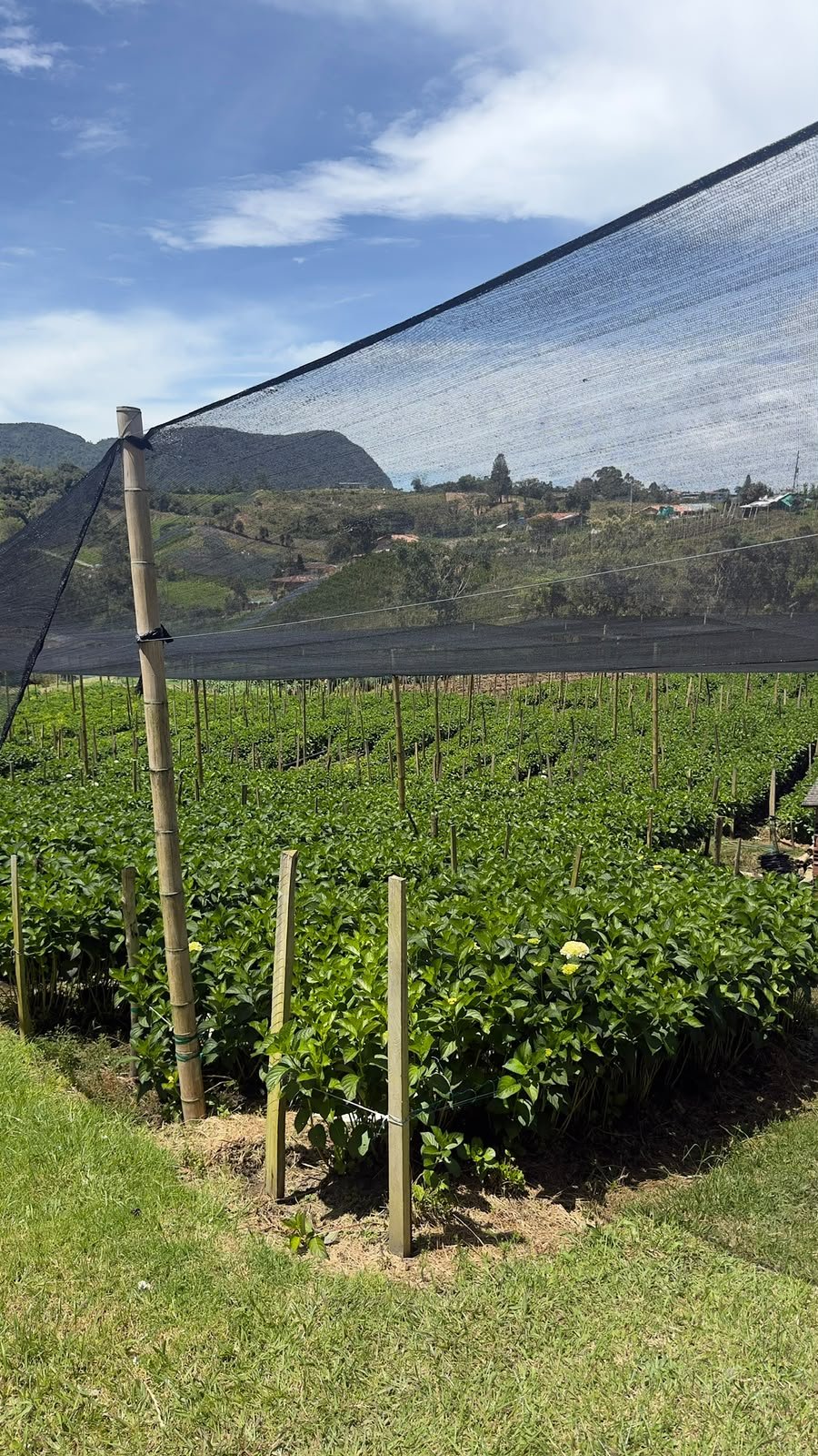 Rows of hydrangea plants under shade netting at our hydrangea farm in Antioquia, Colombia