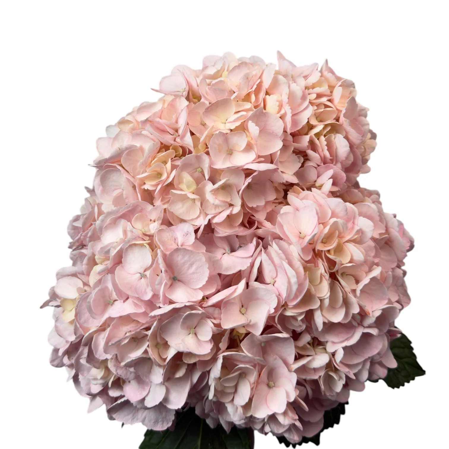 PARISIAN PINK