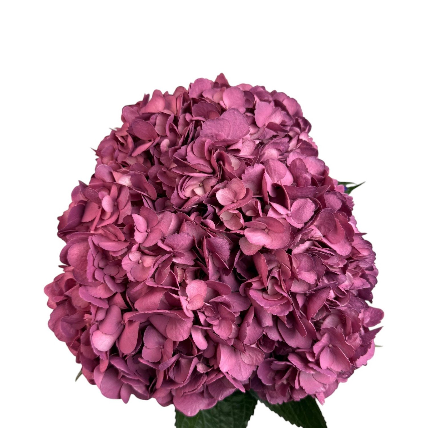 Colombian Hydrangea Catalog — Fresh Gardens