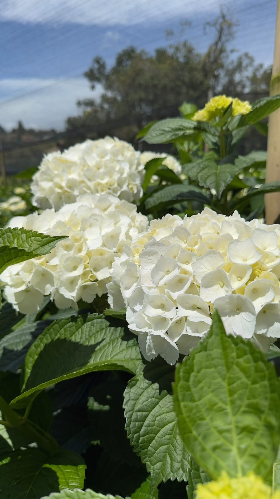White hydrangeas growing at our hydrangea farm in La Ceja, Colombia