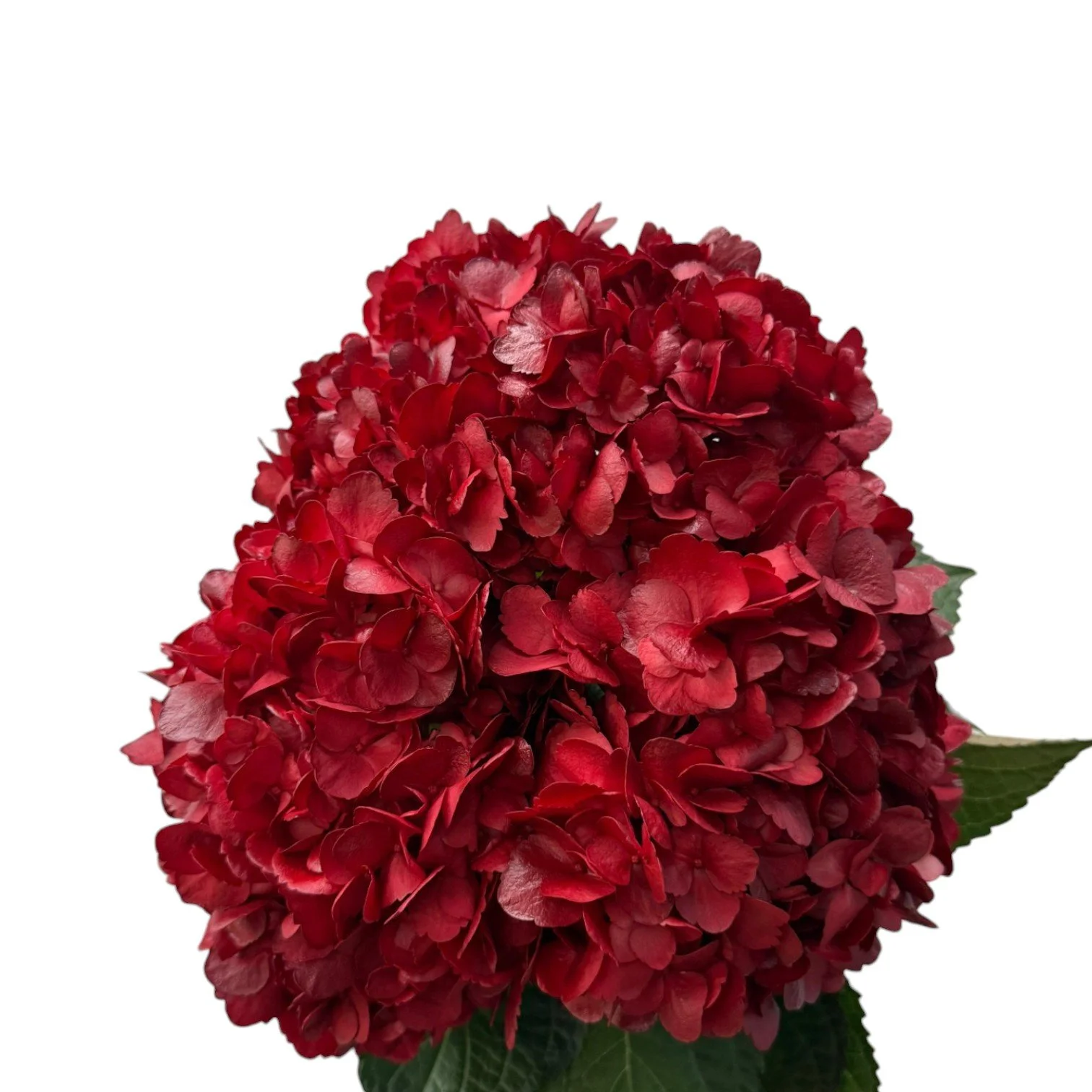 Colombian Hydrangea Catalog — Fresh Gardens
