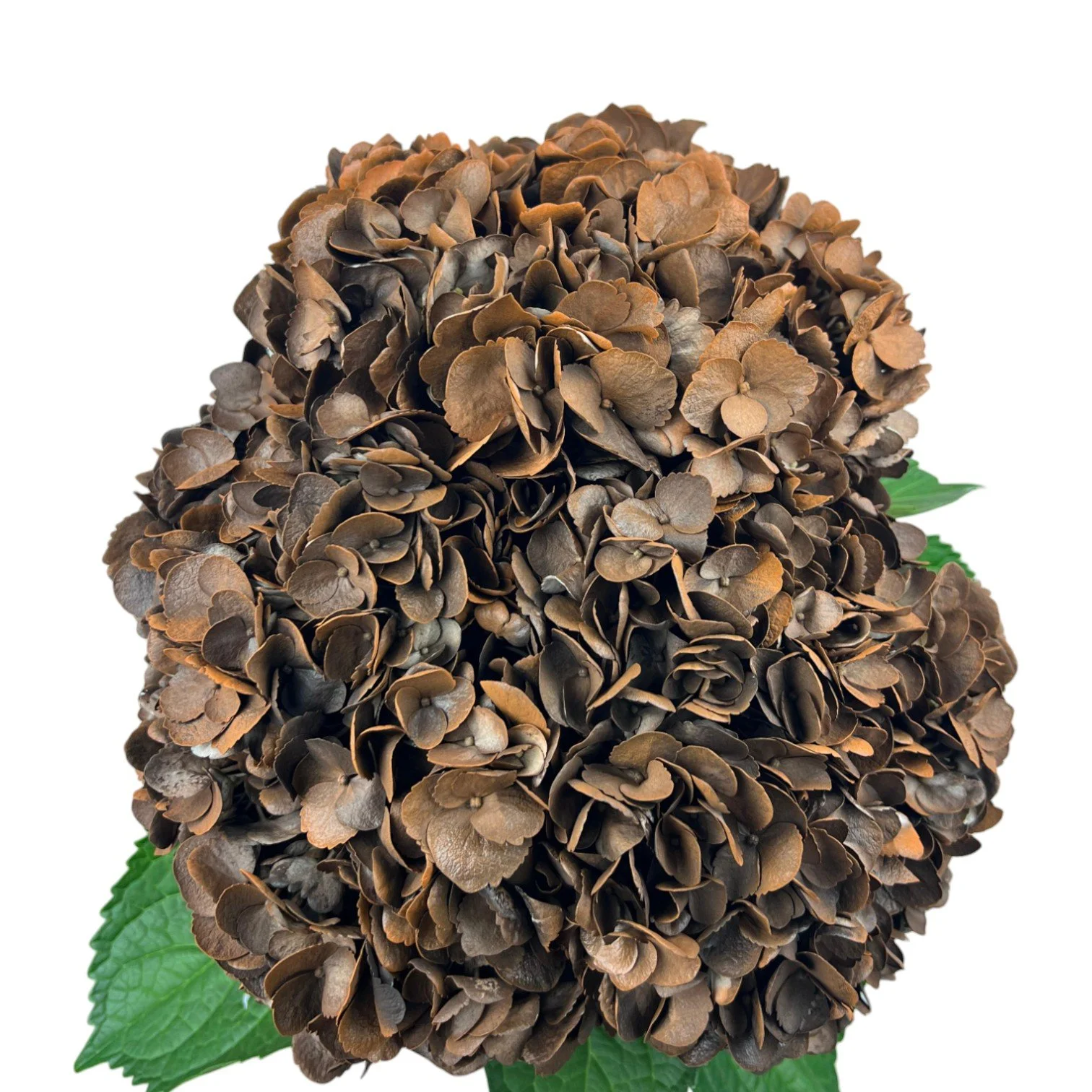 Colombian Hydrangea Catalog — Fresh Gardens