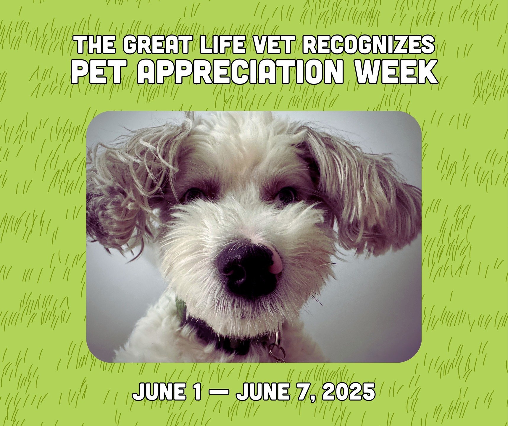 But what have you done for them lately??? 😃

Pet Appreciation Week&mdash;celebrated in the first week of June&mdash;was created by the American Veterinary Medical Association to raise awareness about overall pet care. 

It&rsquo;s a great time to bu
