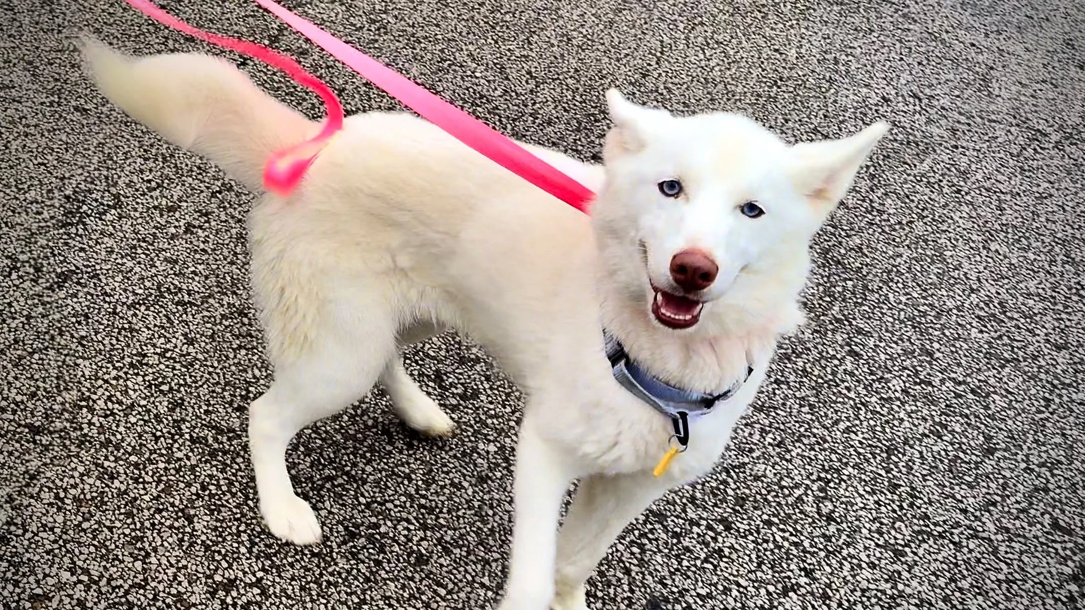 This is &quot;Pearl&quot; and she is soooooooo pretty! Click on the &quot;Good News&quot; link in our profile to see her and the rest of this week's pups from @citydogscle heading into The Great Life to get their spays and neuters! 😍

#thegreatlifev