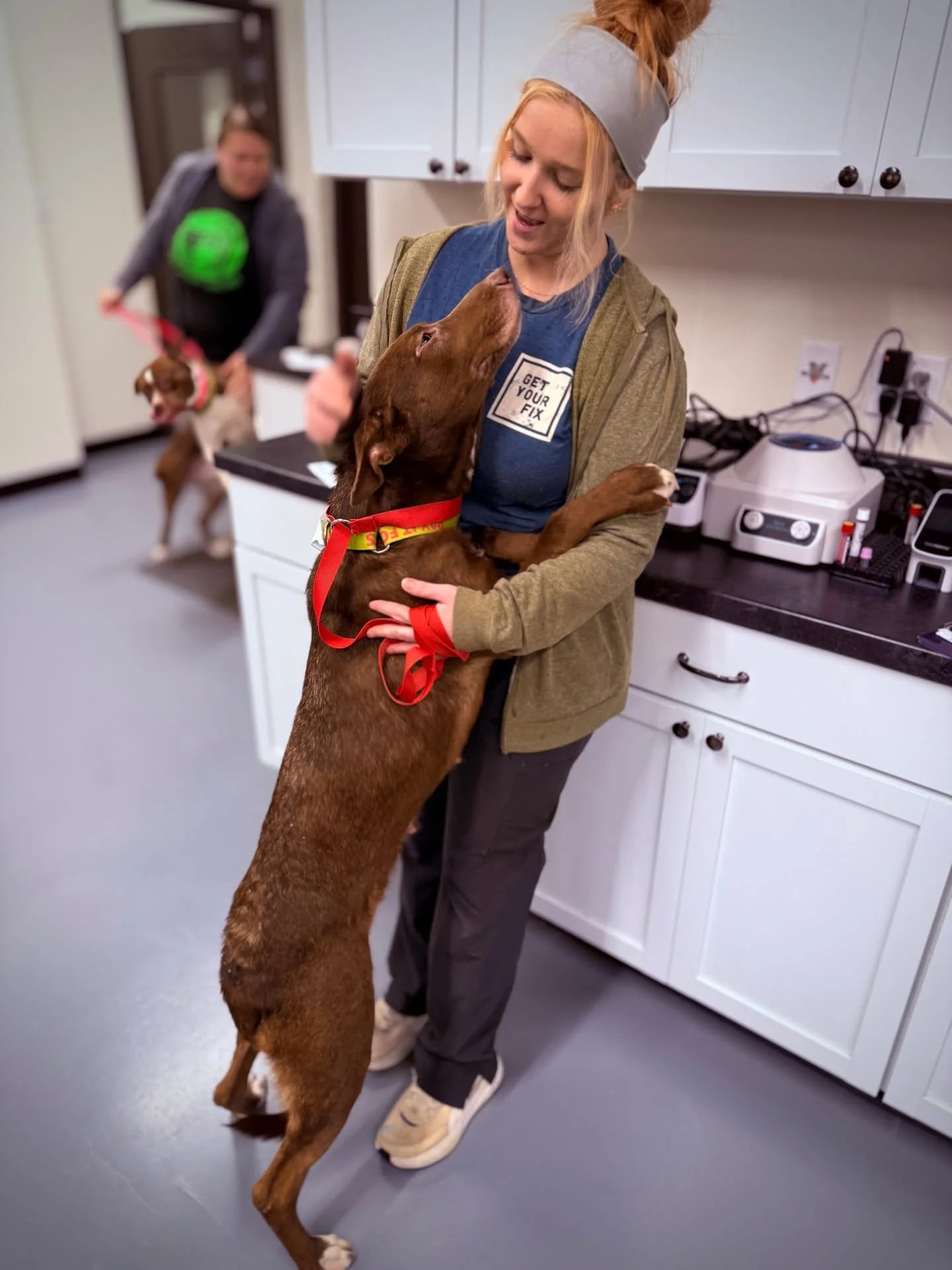 SPOTTED AT THE GREAT LIFE: Sweet &quot;Toffee&quot; was in for a fix courtesy of the nice people at Summit County Animal Control. The 2 year-old German Shepherd was a little nervous getting checked in but she was quickly comforted by TGL's own Starr 