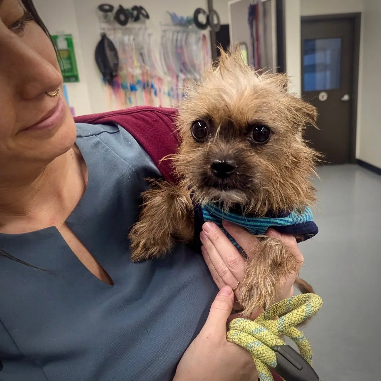 SPOTTED AT THE GREAT LIFE: Sweet little &quot;Brussel Sprout,&quot; in for a fix courtesy of the nice people at Paws and Prayers Pet Rescue. 🥰