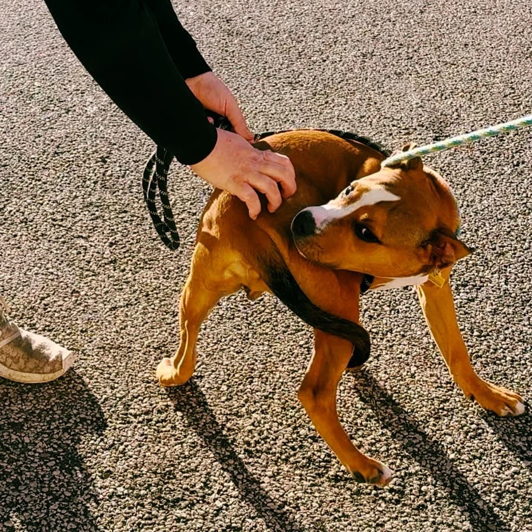 Click on the &quot;Good News&quot; link in our profile to see this week's pups from @citydogscle heading into The Great Life to get their spays and neuters! 😍

#thegreatlifevet #citydogscleveland #citydogthursdays