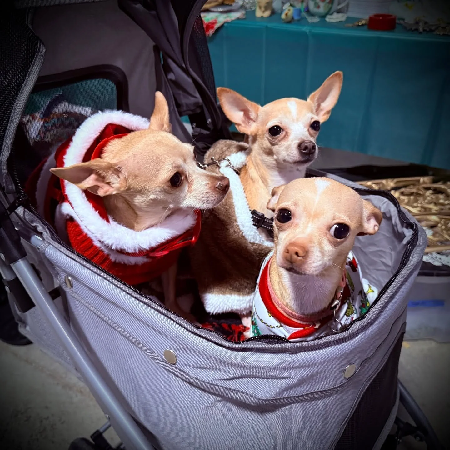 Special thanks to everyone who turned out for yesterday's HOLIDAY PAWS FOR A CAUSE! Extra special thanks to our vendors, EmiLee Hartman Photography for making it all happen&mdash;and for Santa himself for making it all the way down from the North Pol