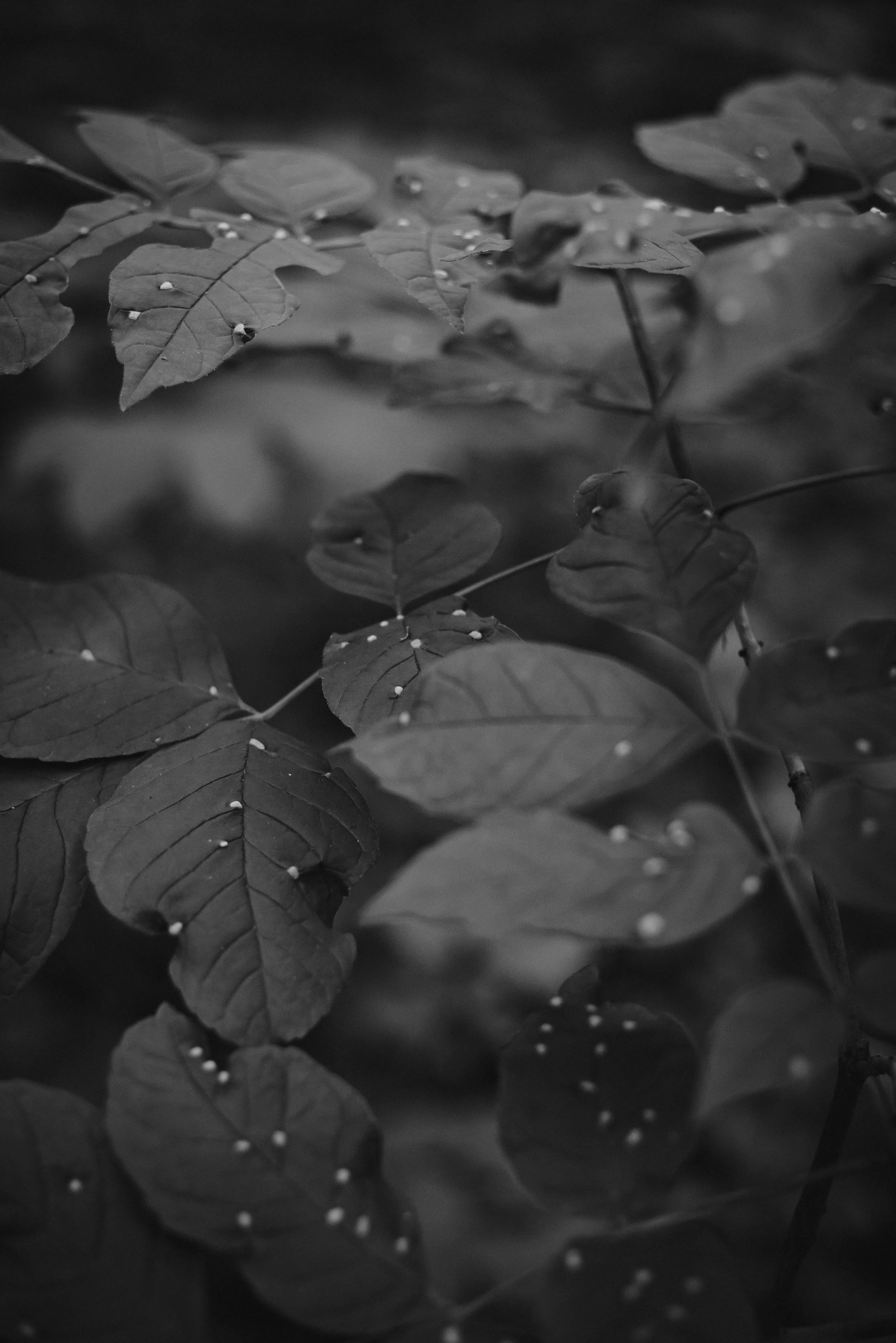DSC_1527.jpg