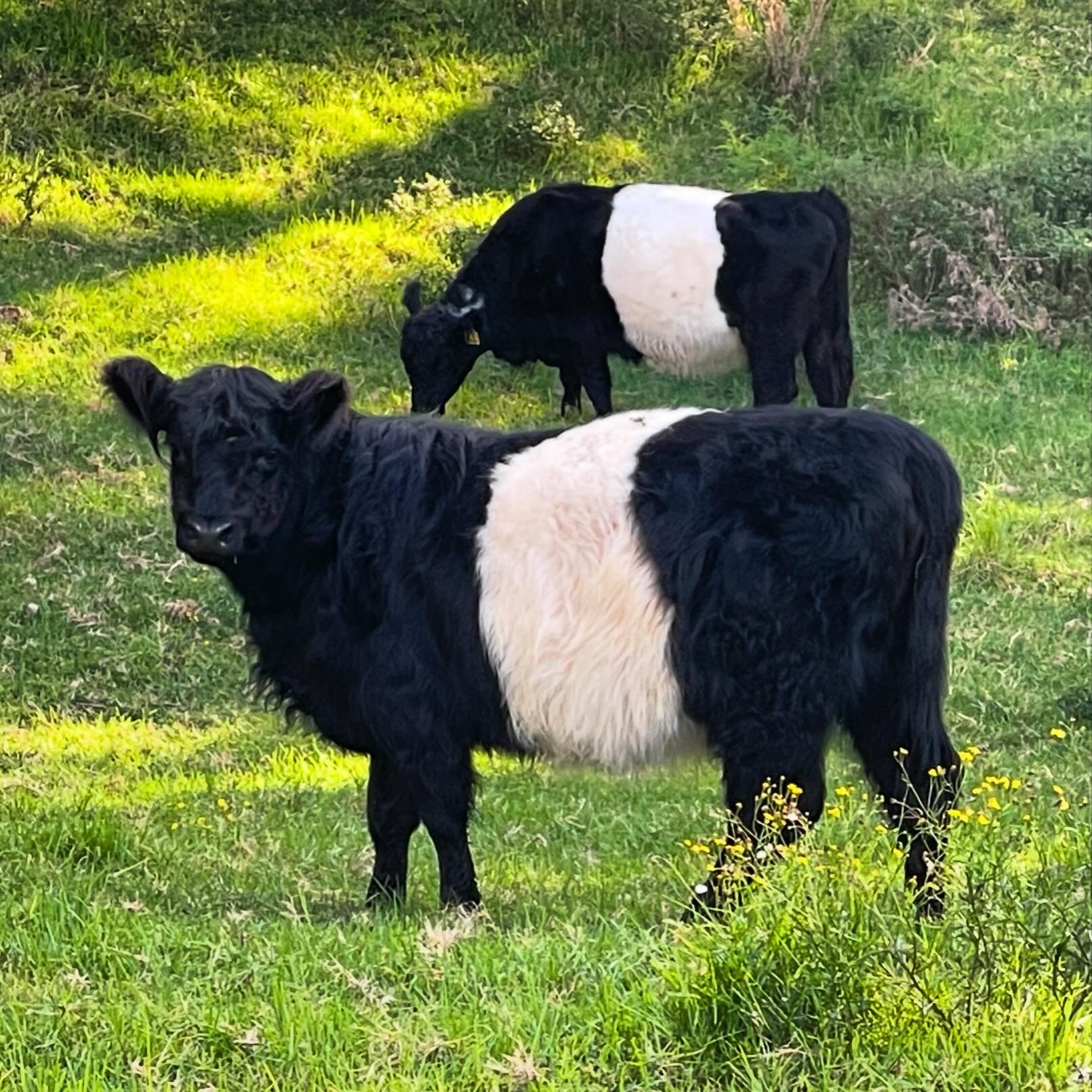 Aren't these just the cutest cows ever? Sharing my writing retreat with these saddlebacks.