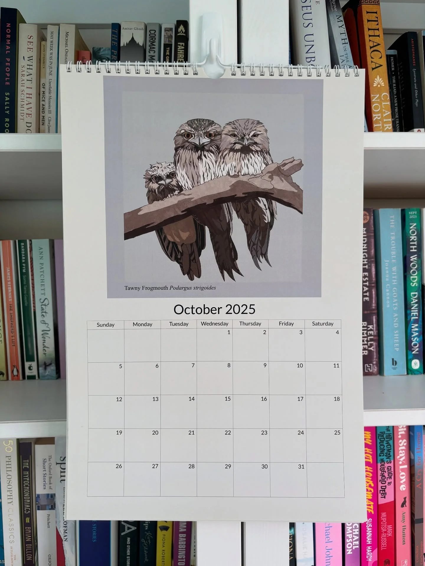 October is Tawny Frogmouth month on the calendar my daughter made me. The funny birds that look like owls but aren't owls. I love their gouty little feet and their nighttime howling that always makes me think burglars are prowling outside my house!
#