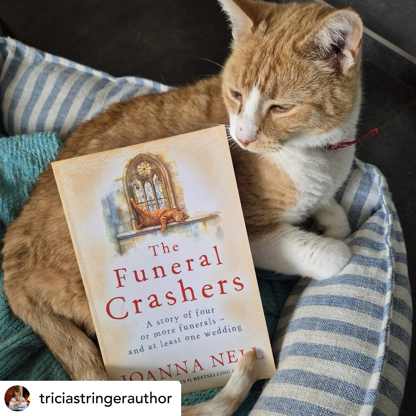 Reposting this by one of my favourite authors @triciastringerauthor who is officially the first reader to share a photo of the book with the most gorgeous ginger 🐈 Coincidentally I'm reading Tricia's latest release The Road Trip on my book tour and 