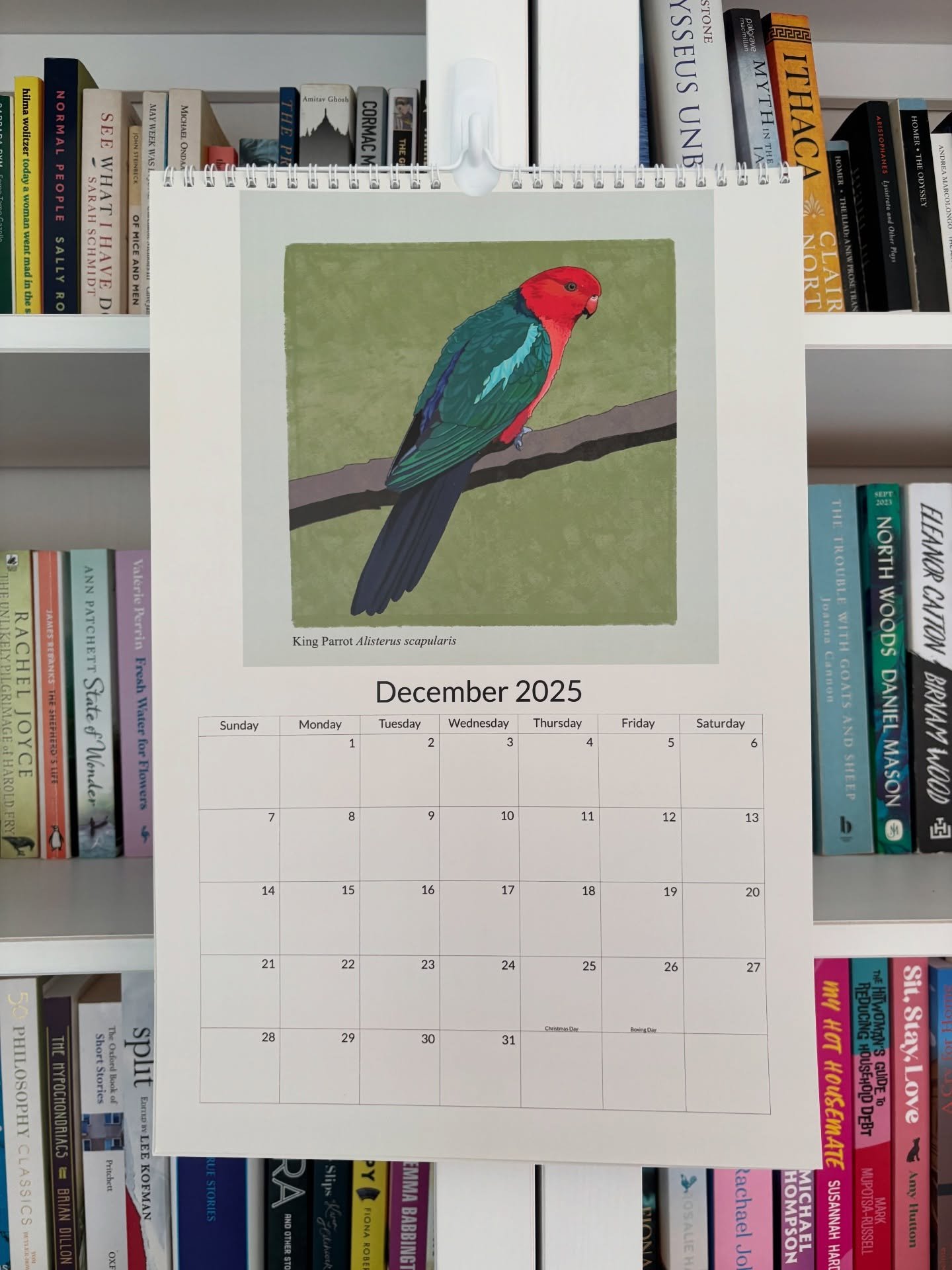 The last month of my special bird calendar and I just adore king parrots. Gentle yet vibrant, friendly but never pushy, with excellent manners. 
#nativebirds #nativebirdsofaustralia  #nativeparrots #kingparrot