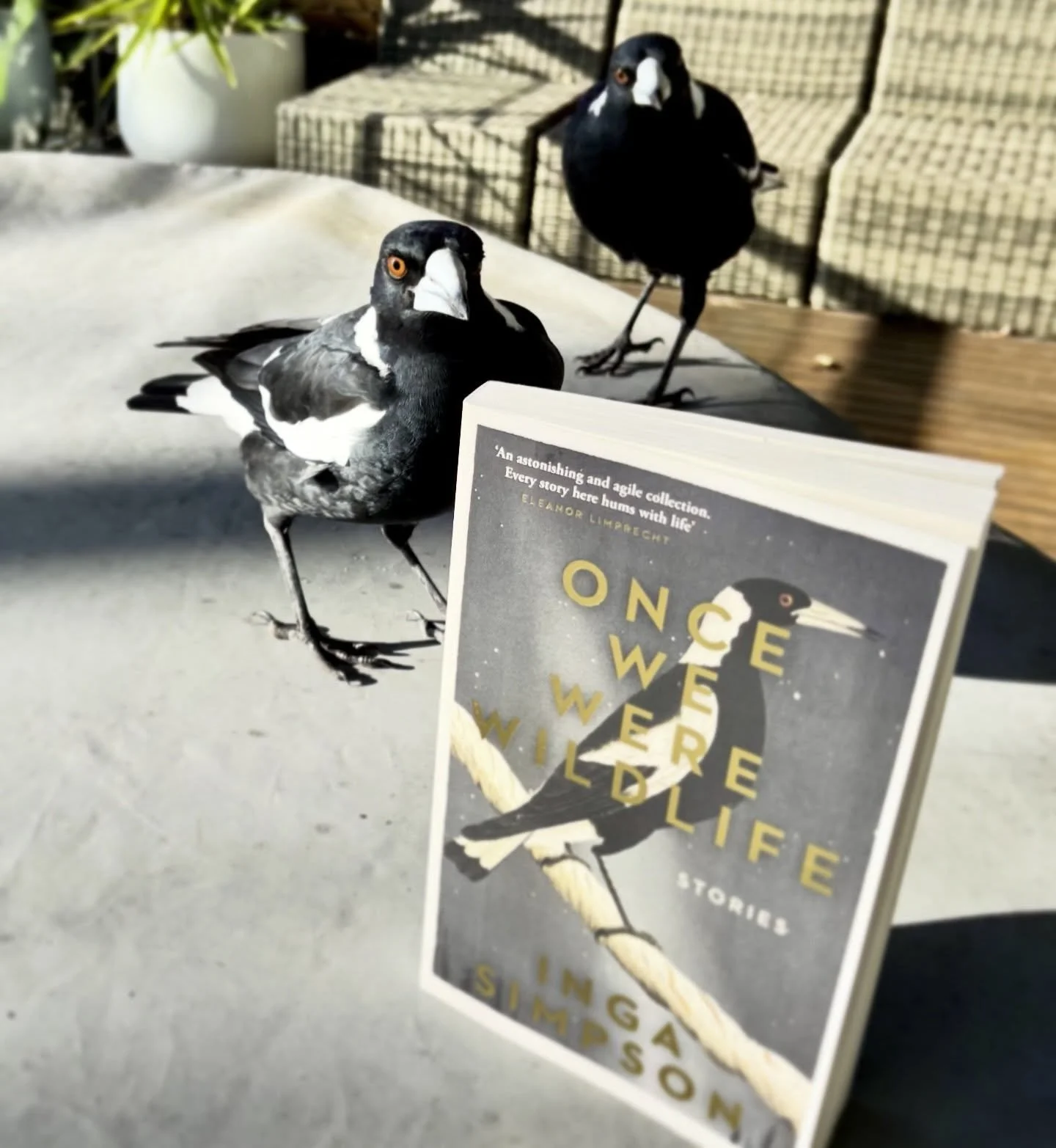 As you can see, there's already a queue to  read Once We Were Wildlife, the new story collection by @nestofpages published by @hachetteaus 

I'm in love with this book already, described as a "tender, luminous collection of interconnected tales 